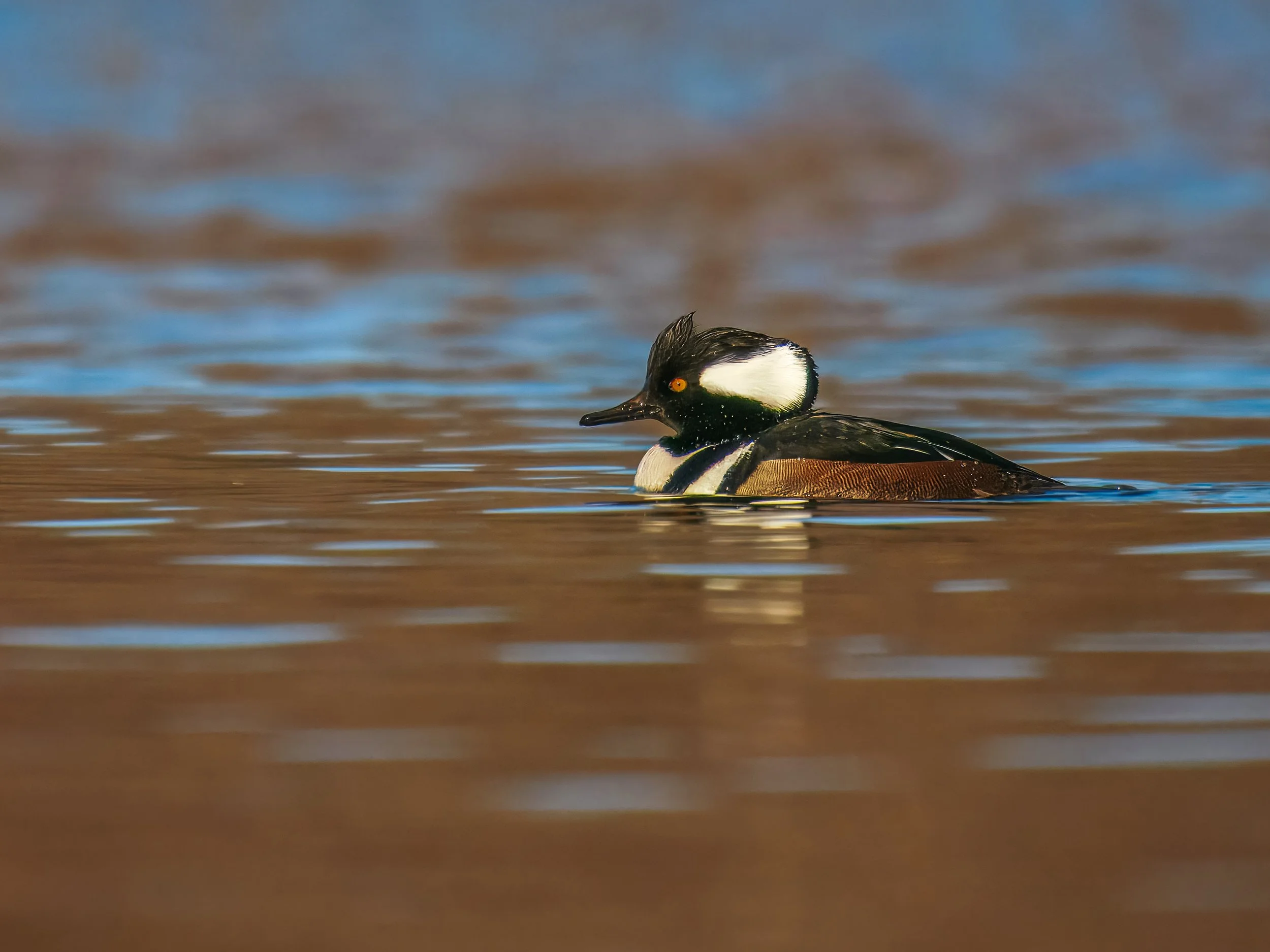 Hooded-Merganser-Chambers-03-19-2026.jpg