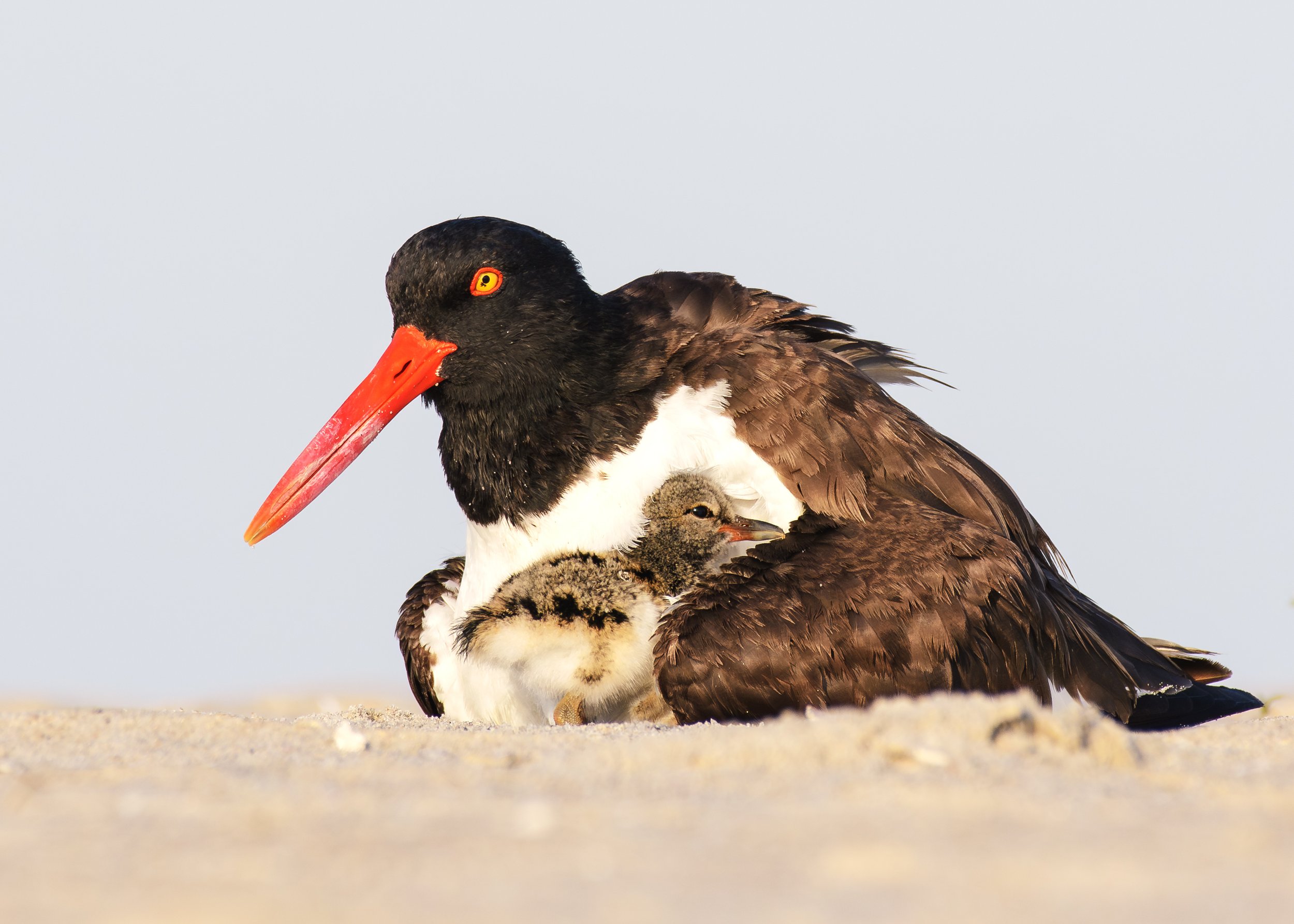 Oyster Catcher with Young Nickerson Beach_2023.jpg