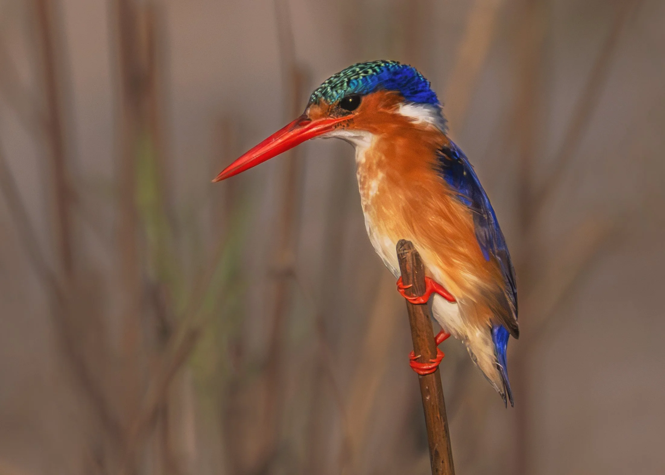 Malachite-Kingfisher-Africa.jpg