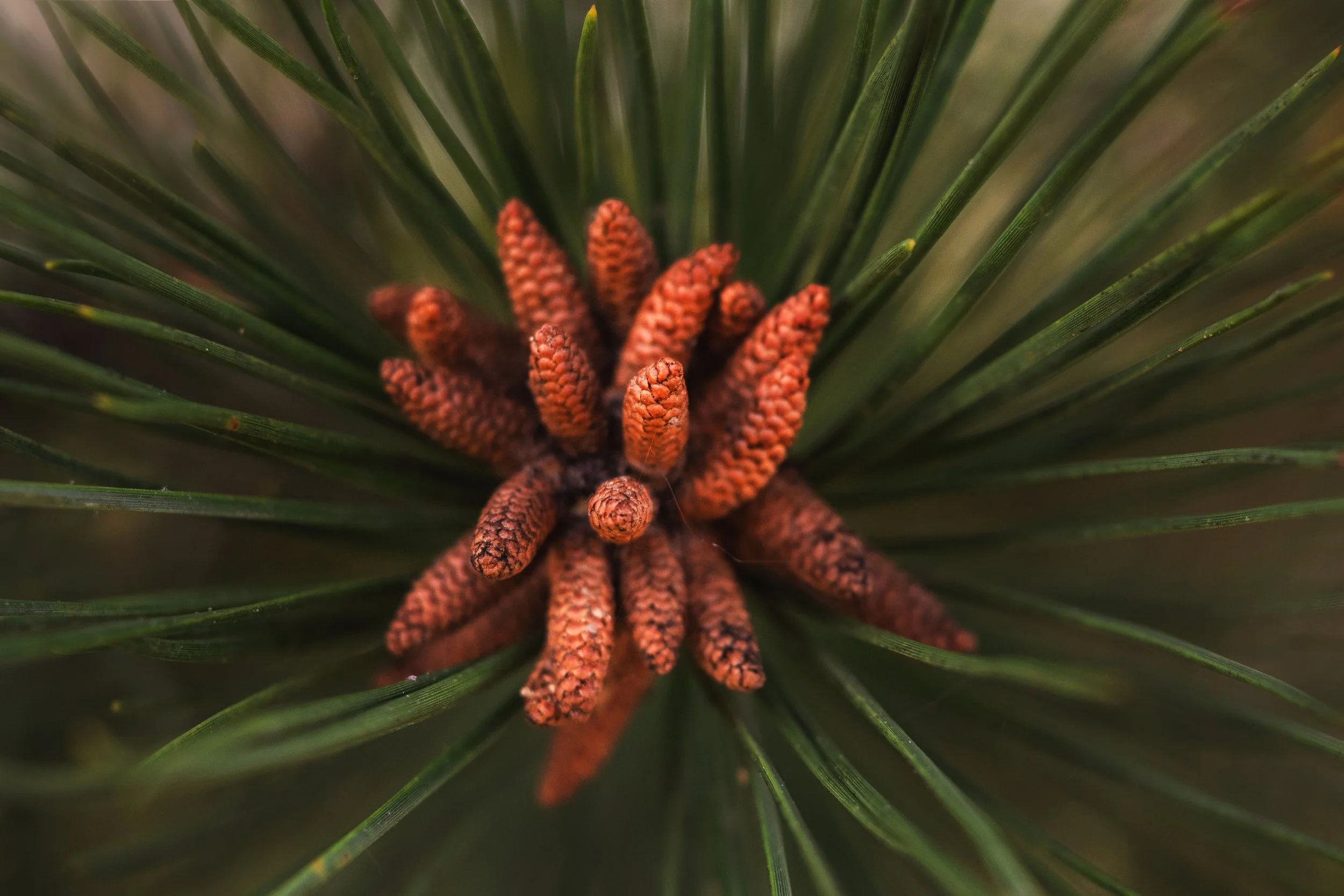 Pine-Macro-Pine-Barrens-New-Jersey.jpg
