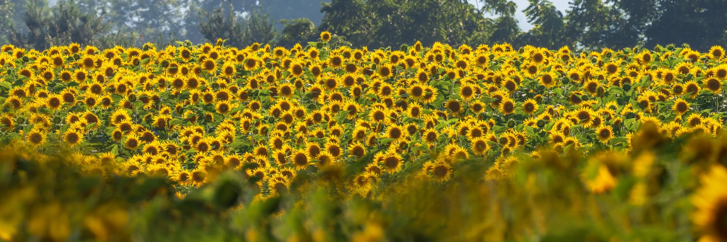 Sunflower Panoramic - Red Clay Alliance - West Chester, Pennsylvania