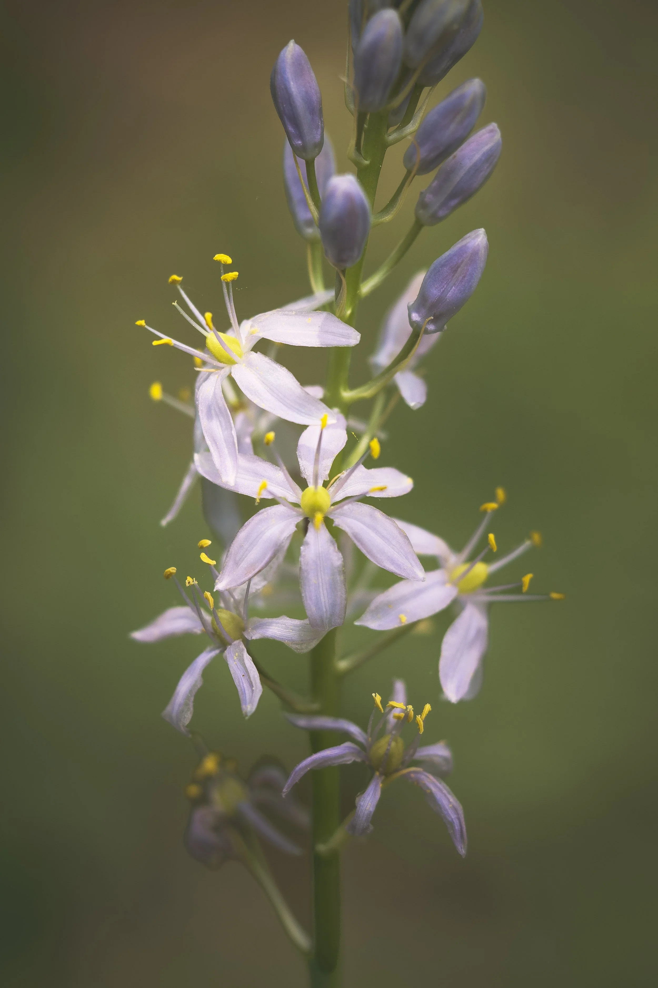 Purple-Flower_Chanticleer_04_2025d.jpg
