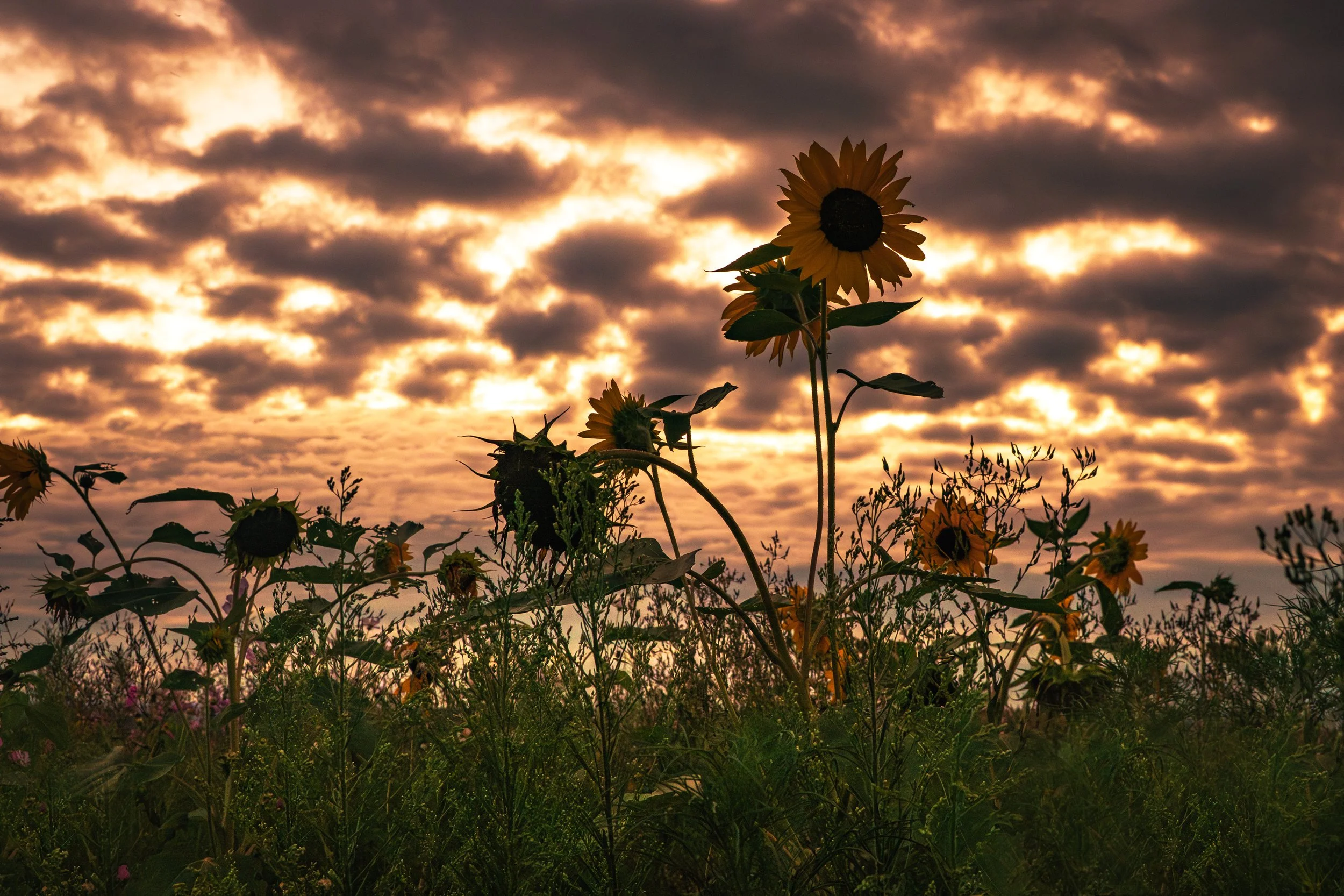 Clouds Dramatic Sunflower WFL 2025.jpg
