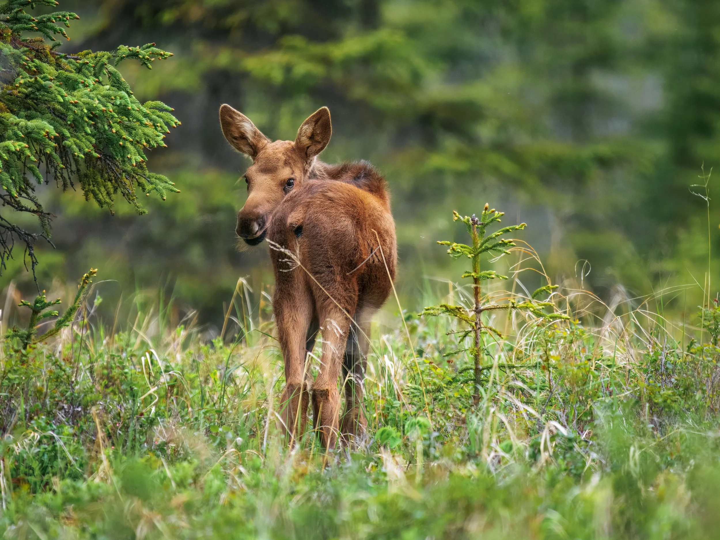 Moose-Calf-Kasilof-Alaska-06-2026.jpg