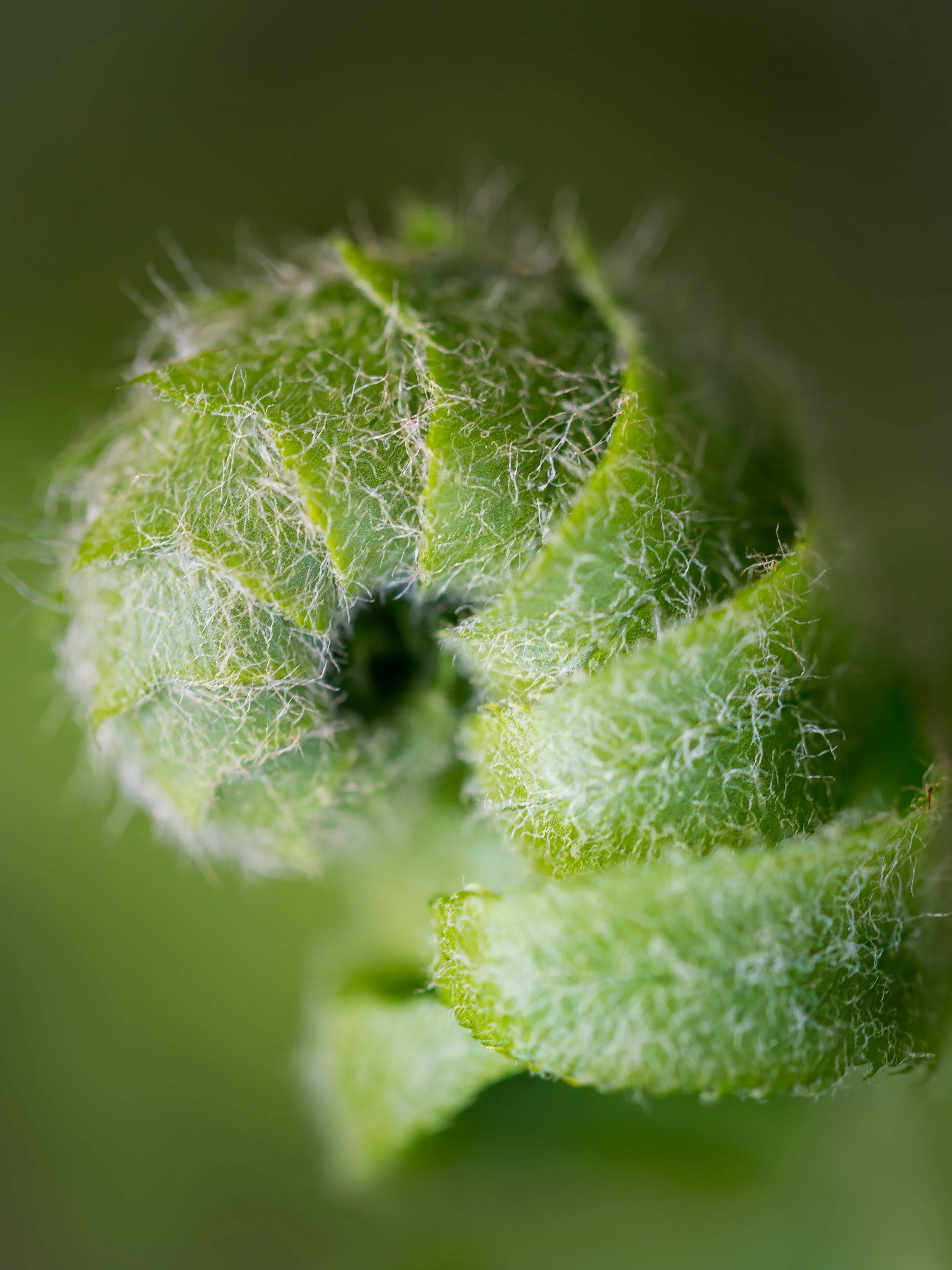 Fern-BMP-Image-4.jpg