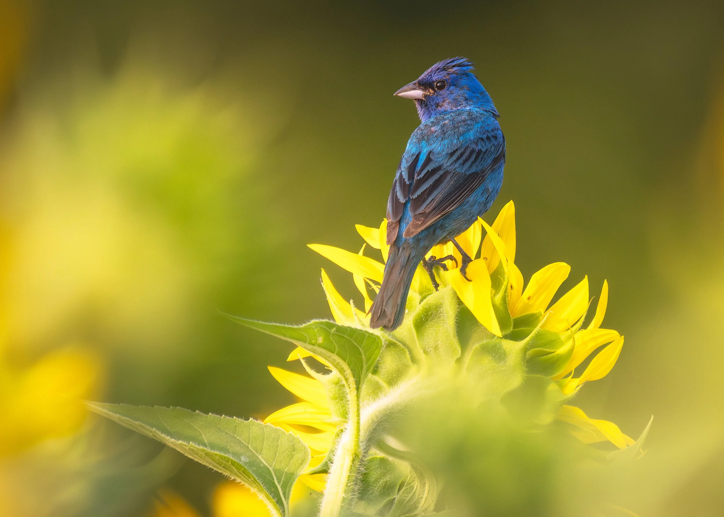 Indigo-Bunting-Sunflower-Red-Clay-08-07-2025.jpg