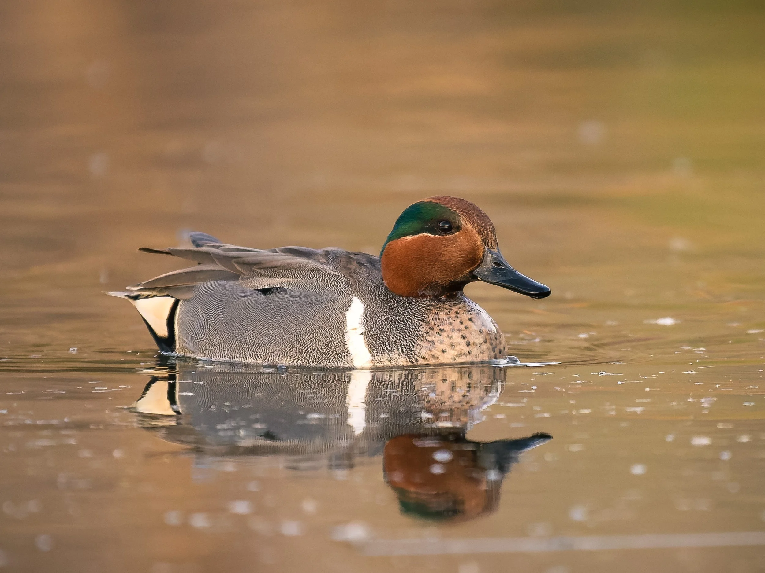 Green-winged teal El Rio Preseve 01 18 2026.jpg