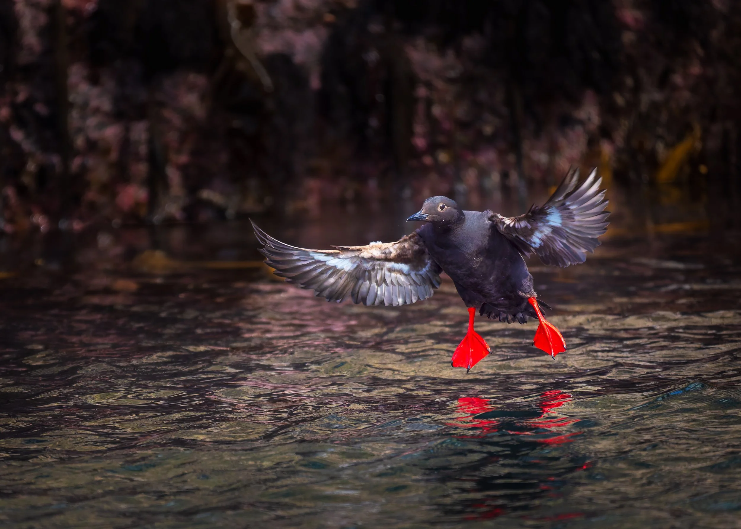 Pigeon-Guillemot-Homer-Alaska-06-16-2026.jpg