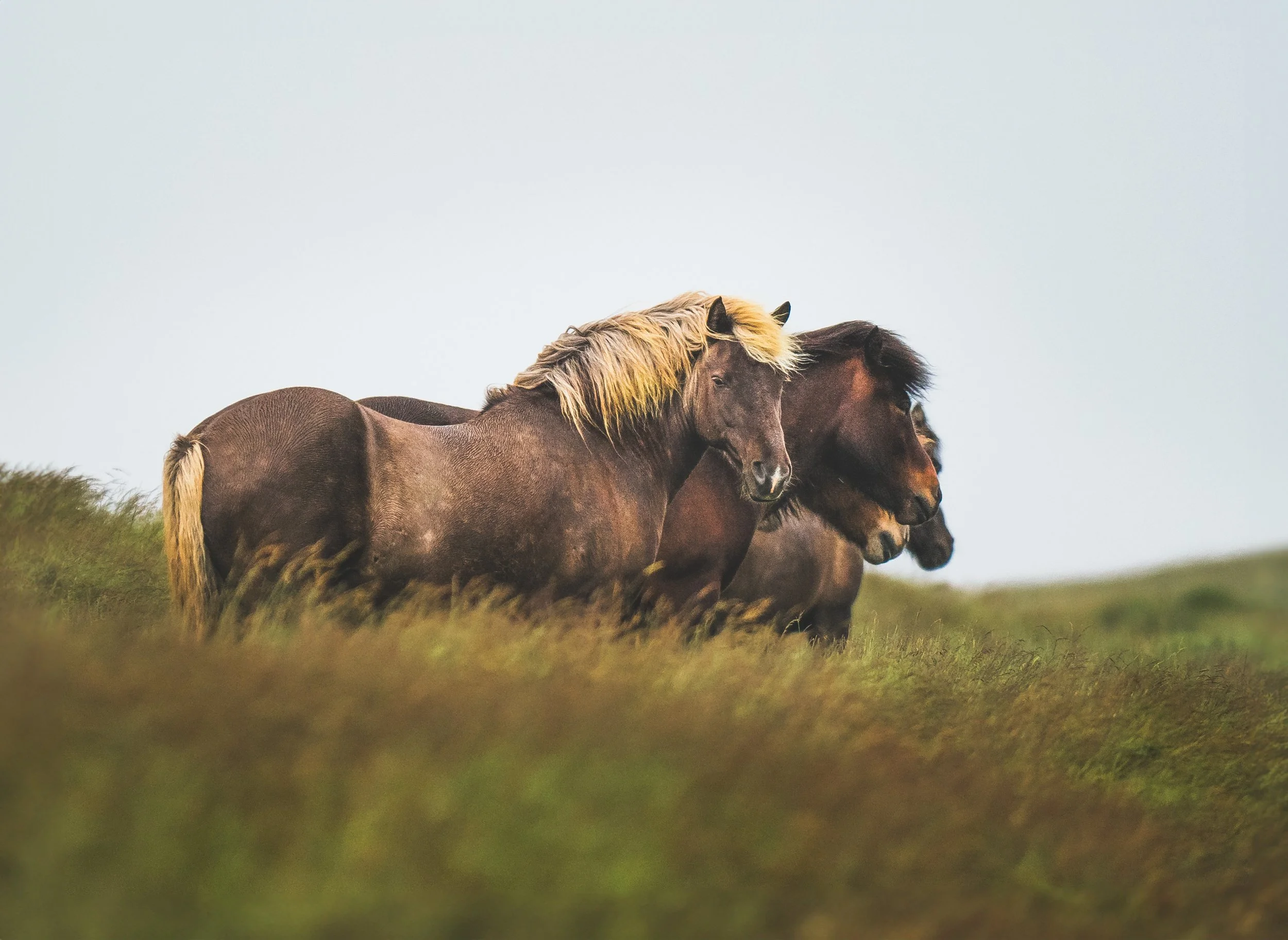 Icelandic Horses - Dyrholaey, Iceland (Near Vik)