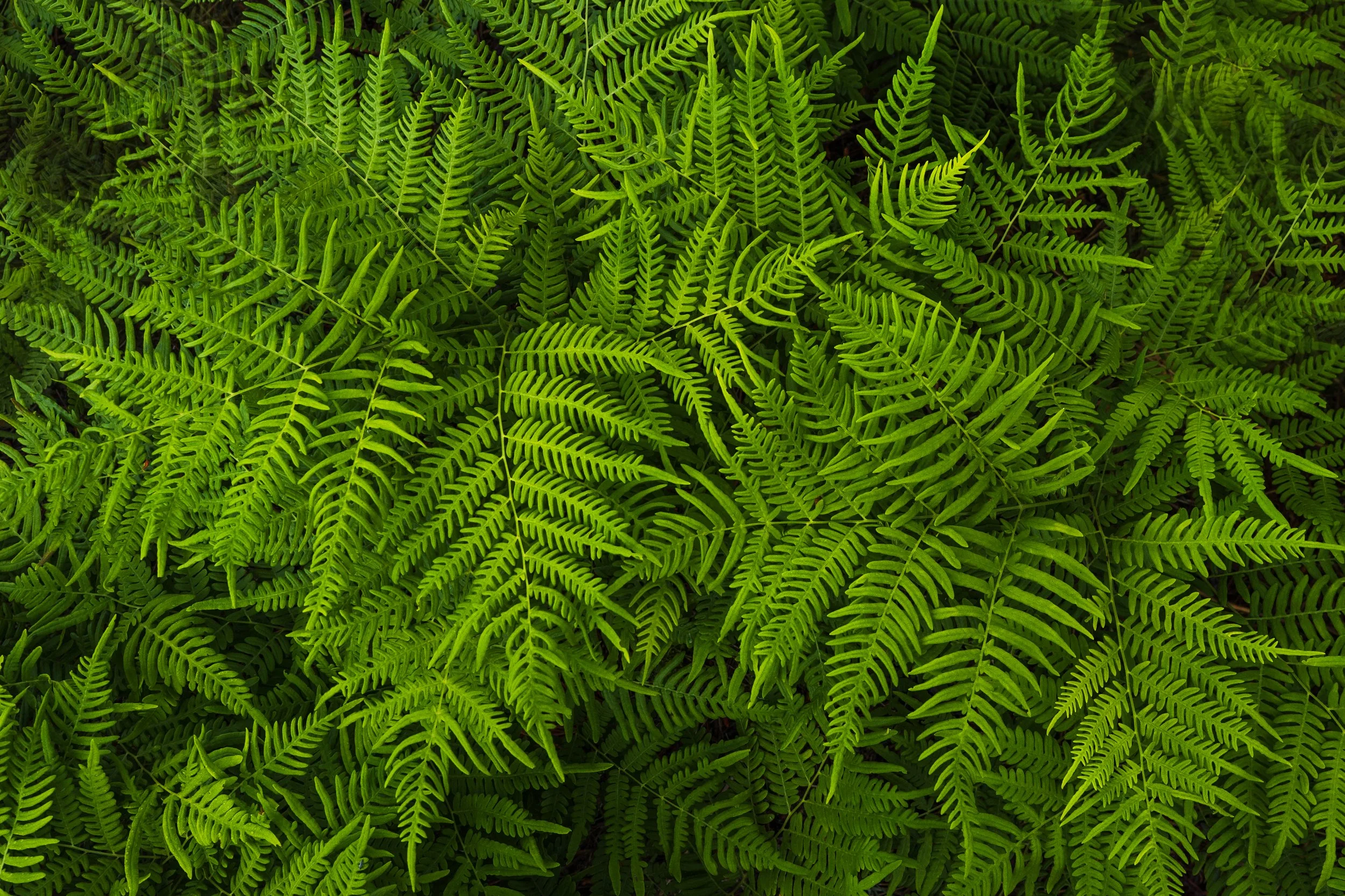 Ferns-Pine-Barrens-New-Jersey.jpg