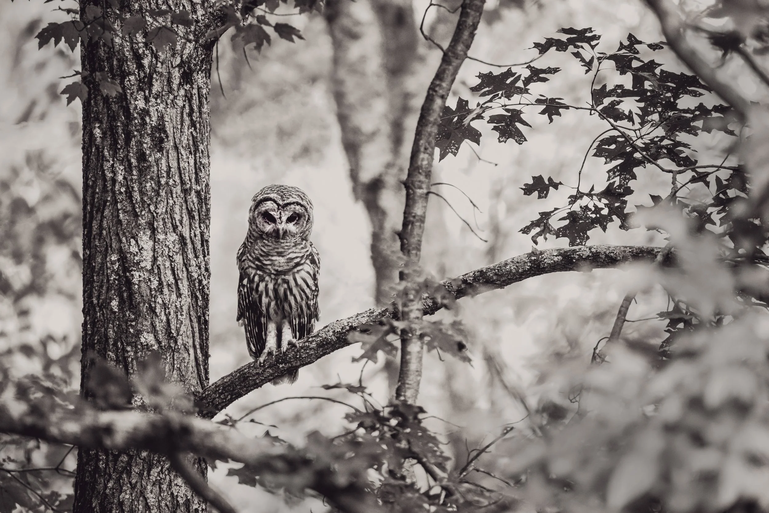 Barred-Owl_BW_Great-Swamp_08.20.jpg
