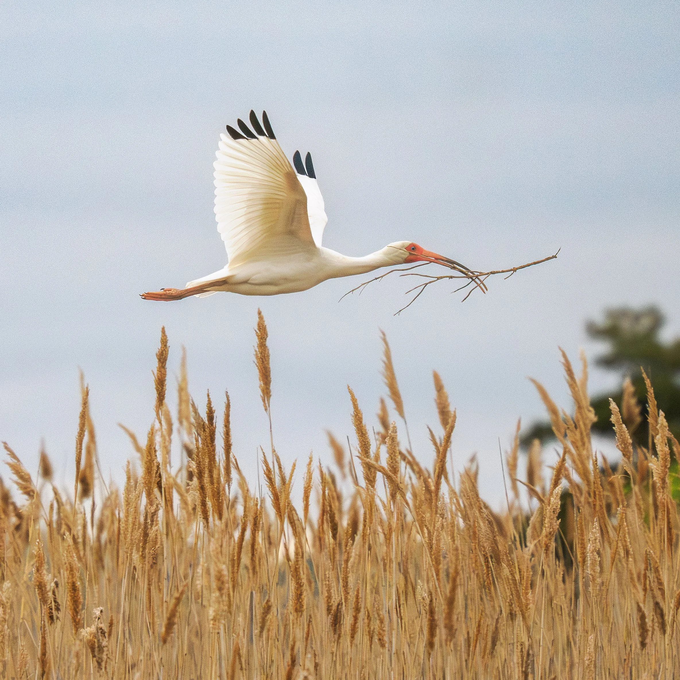 White Ibis Ocean City Rookery 04 2025.jpg