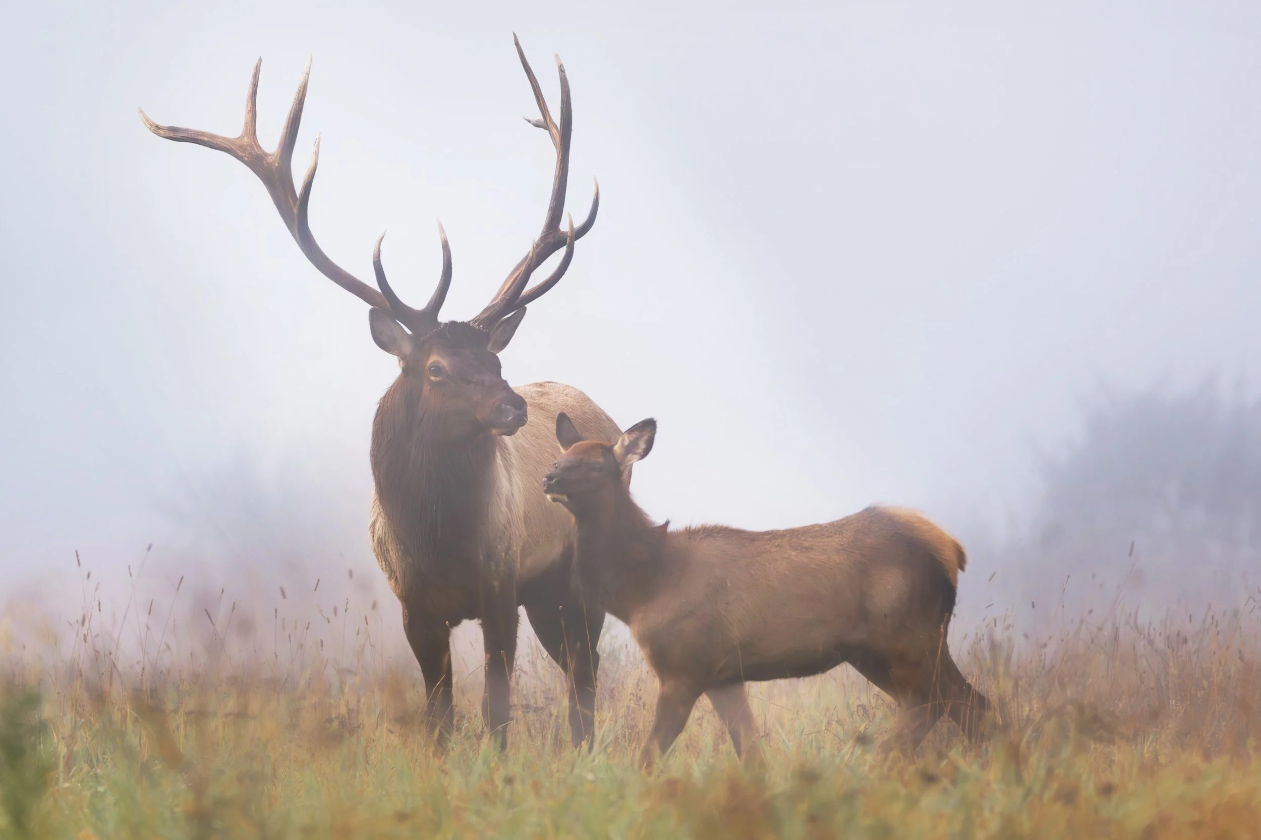 Elk Bull & Calf, Karthaus, Pennsylvania