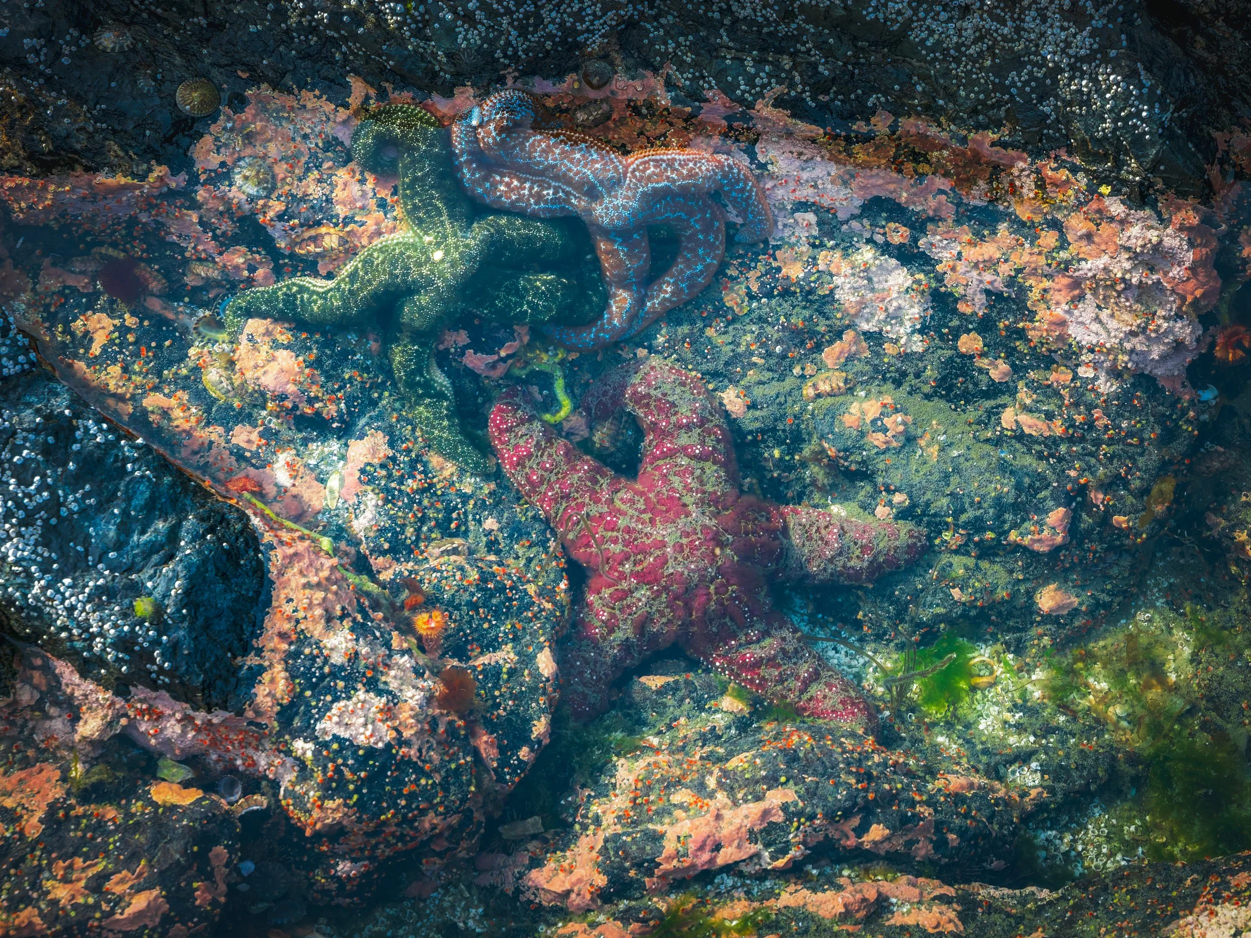 Starfish-Tidal-Pool-Homer-Alaska-06-2026.jpg