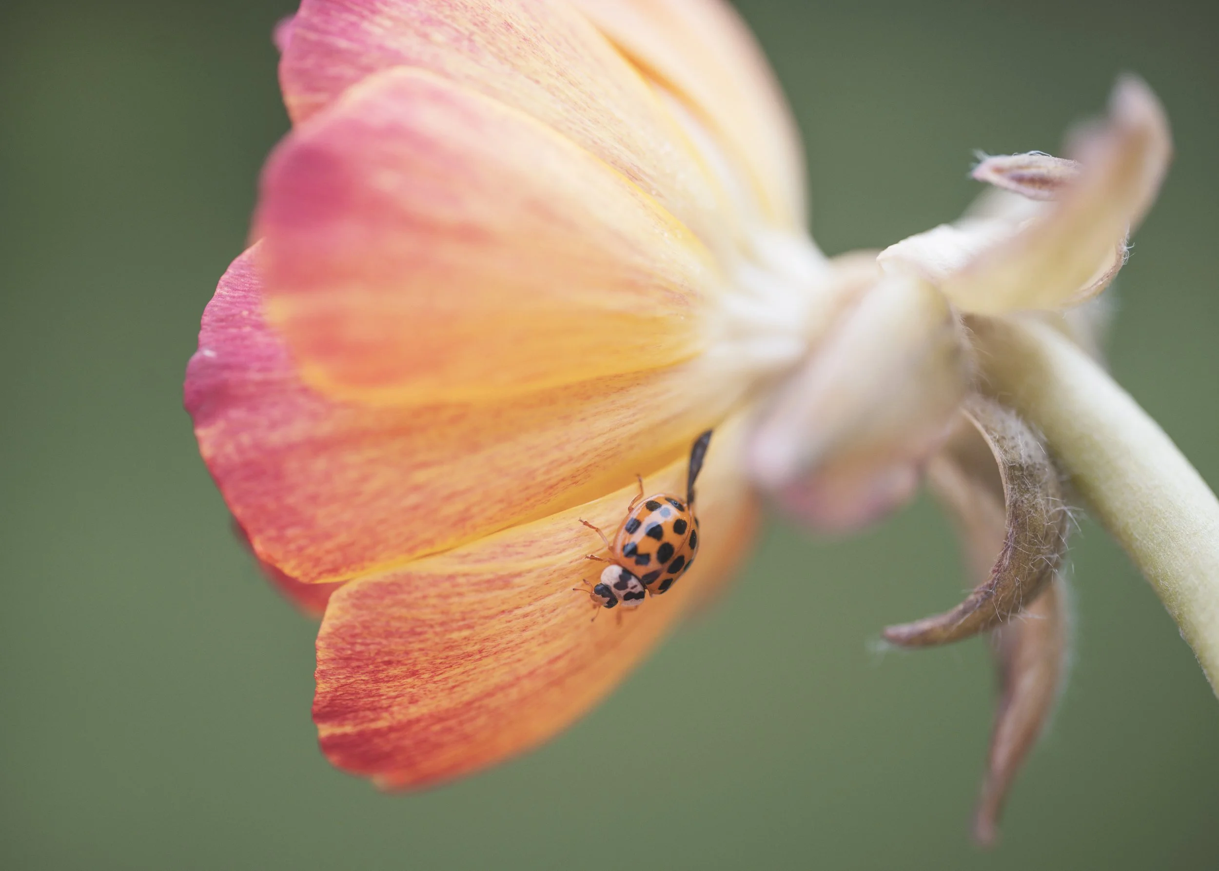 Ranuncula-Lady-Bug-Soft-Light.jpg