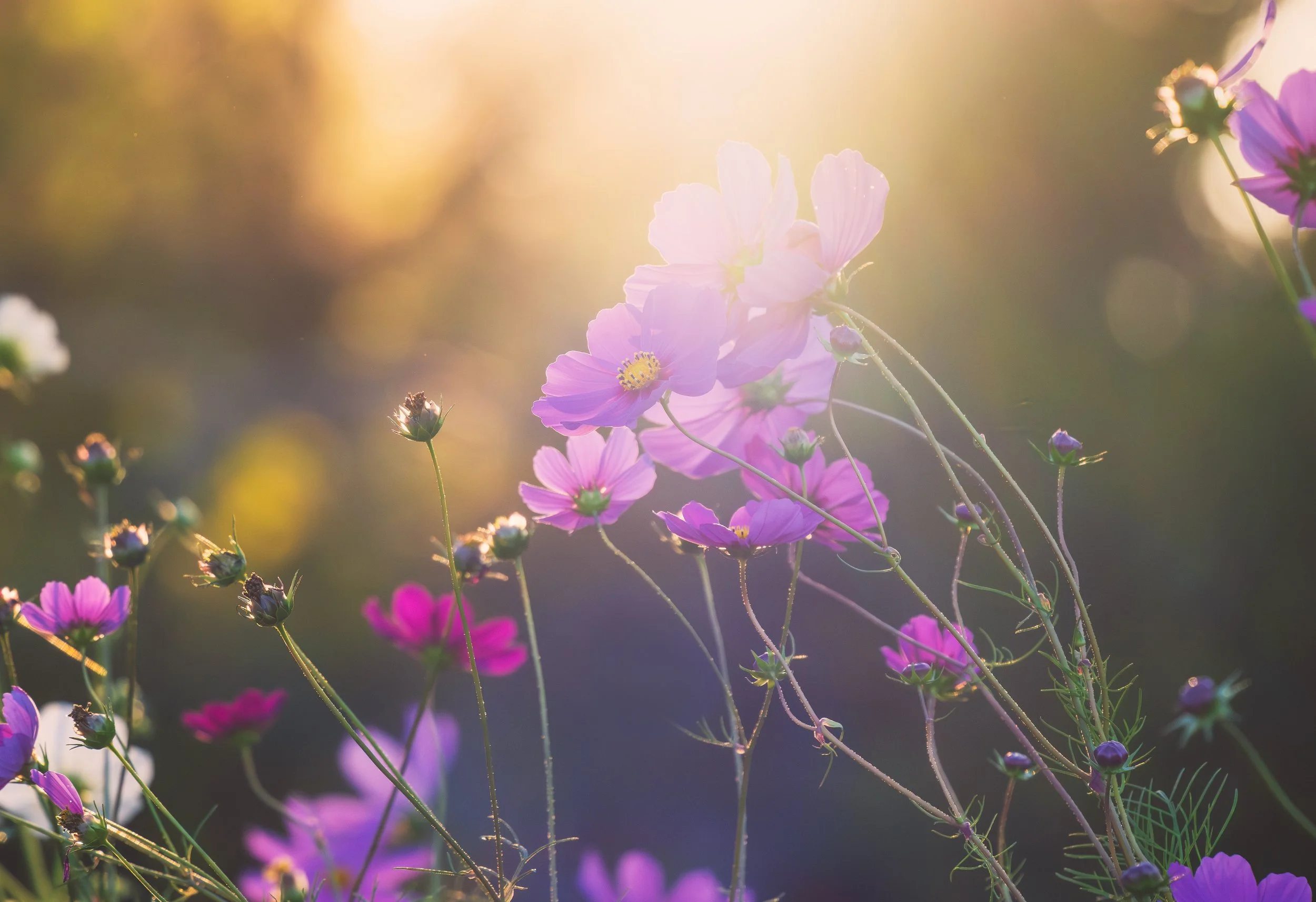 Cosmos-10-2025.jpg