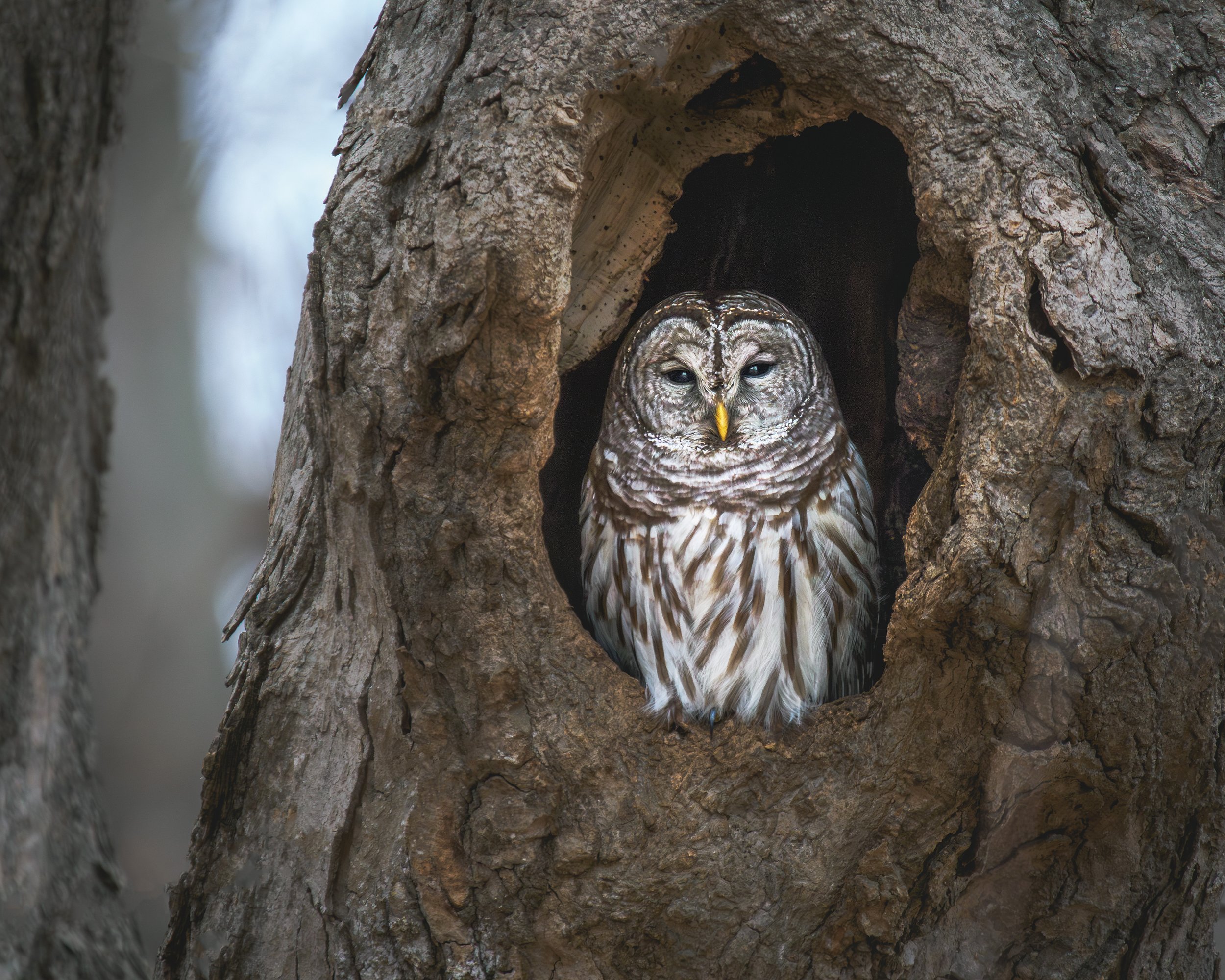 Barred Owl - Chester Springs, Pennsylvania