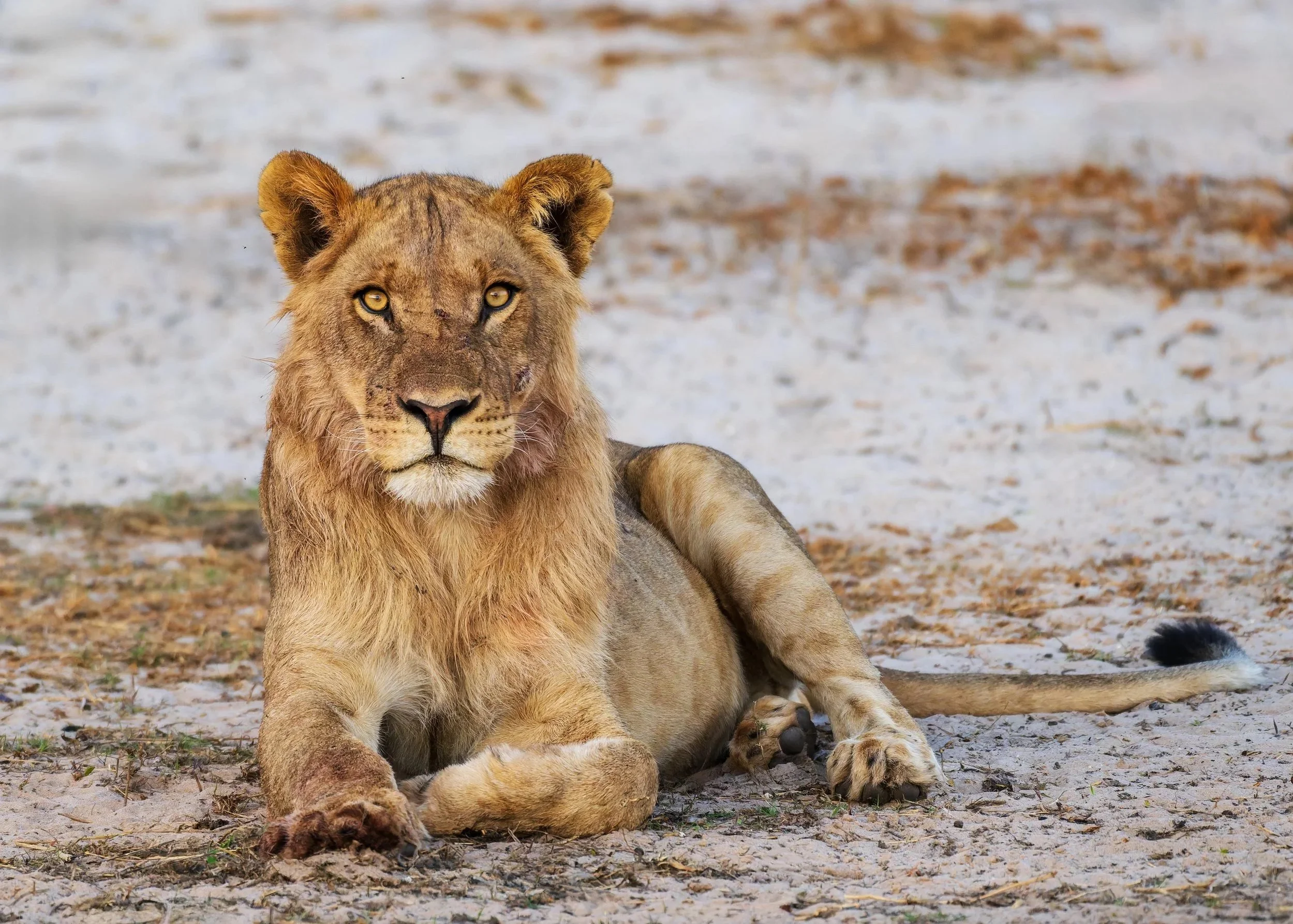 Lion-on-Chobe-08-2023.jpg
