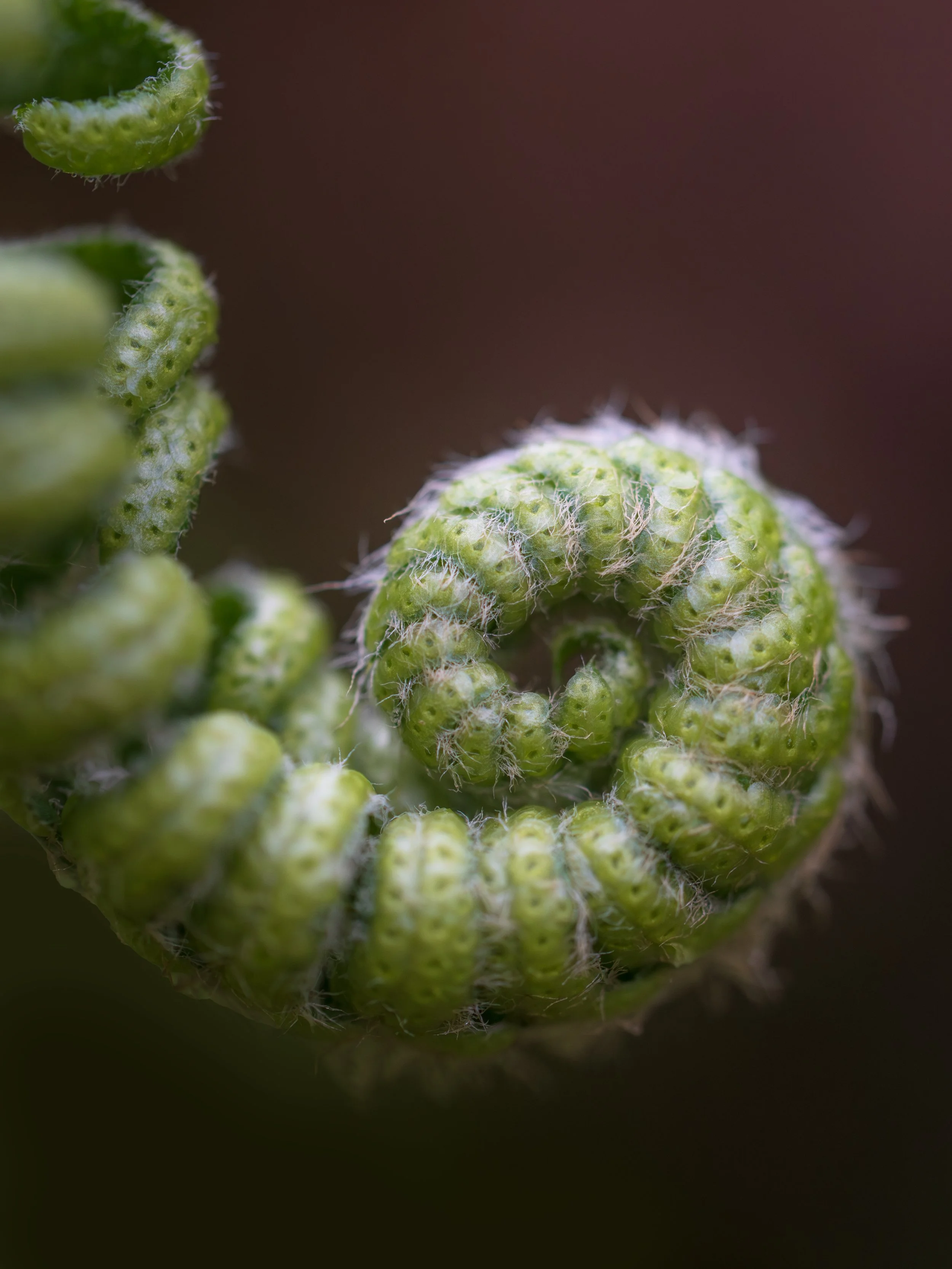 Fern-BMP-Image-7.jpg