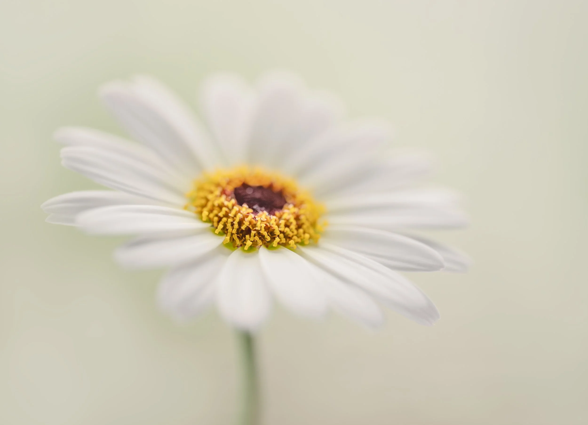 Daisy-Soft-Light.jpg