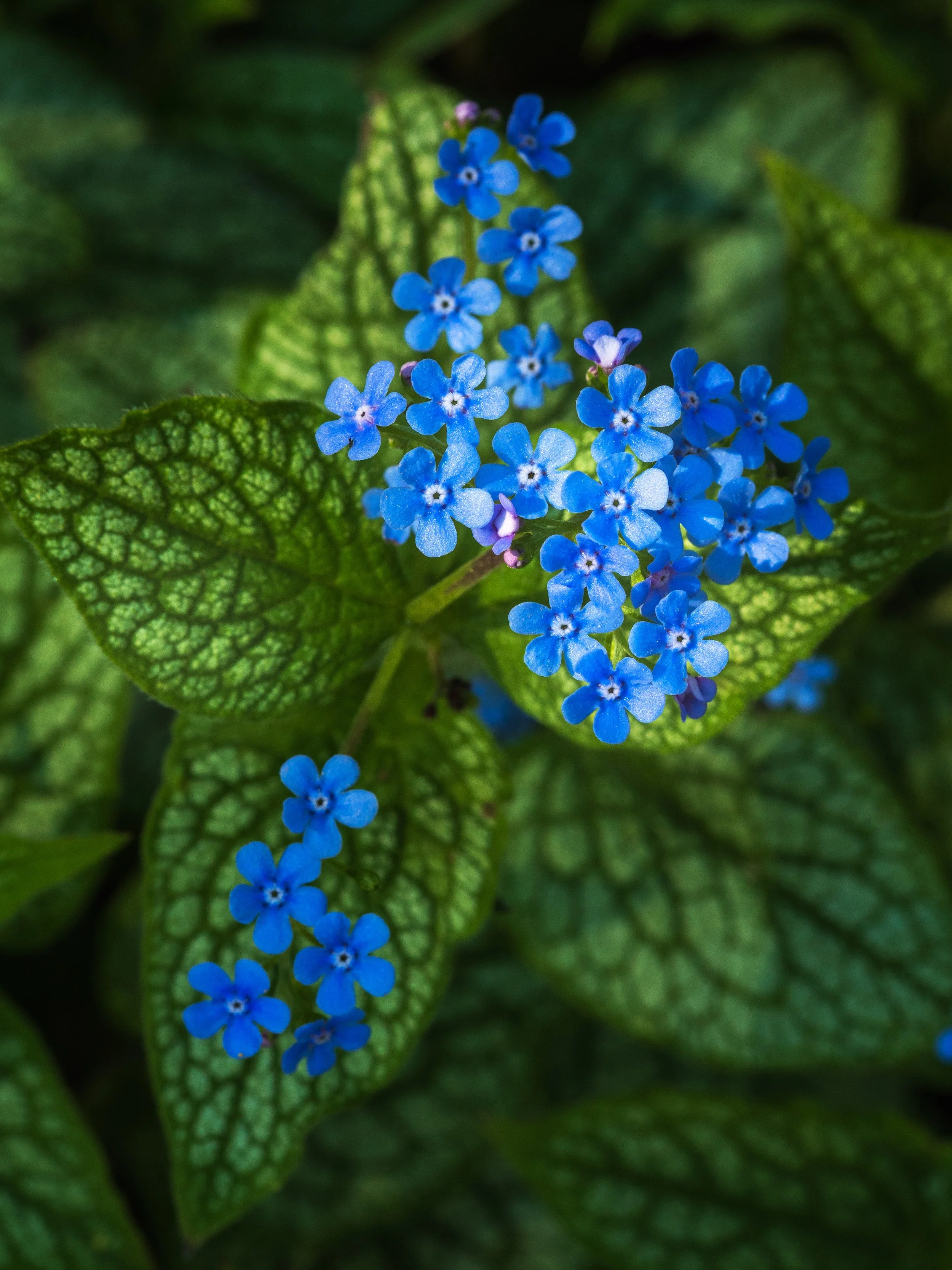 forget-me-knots.jpg