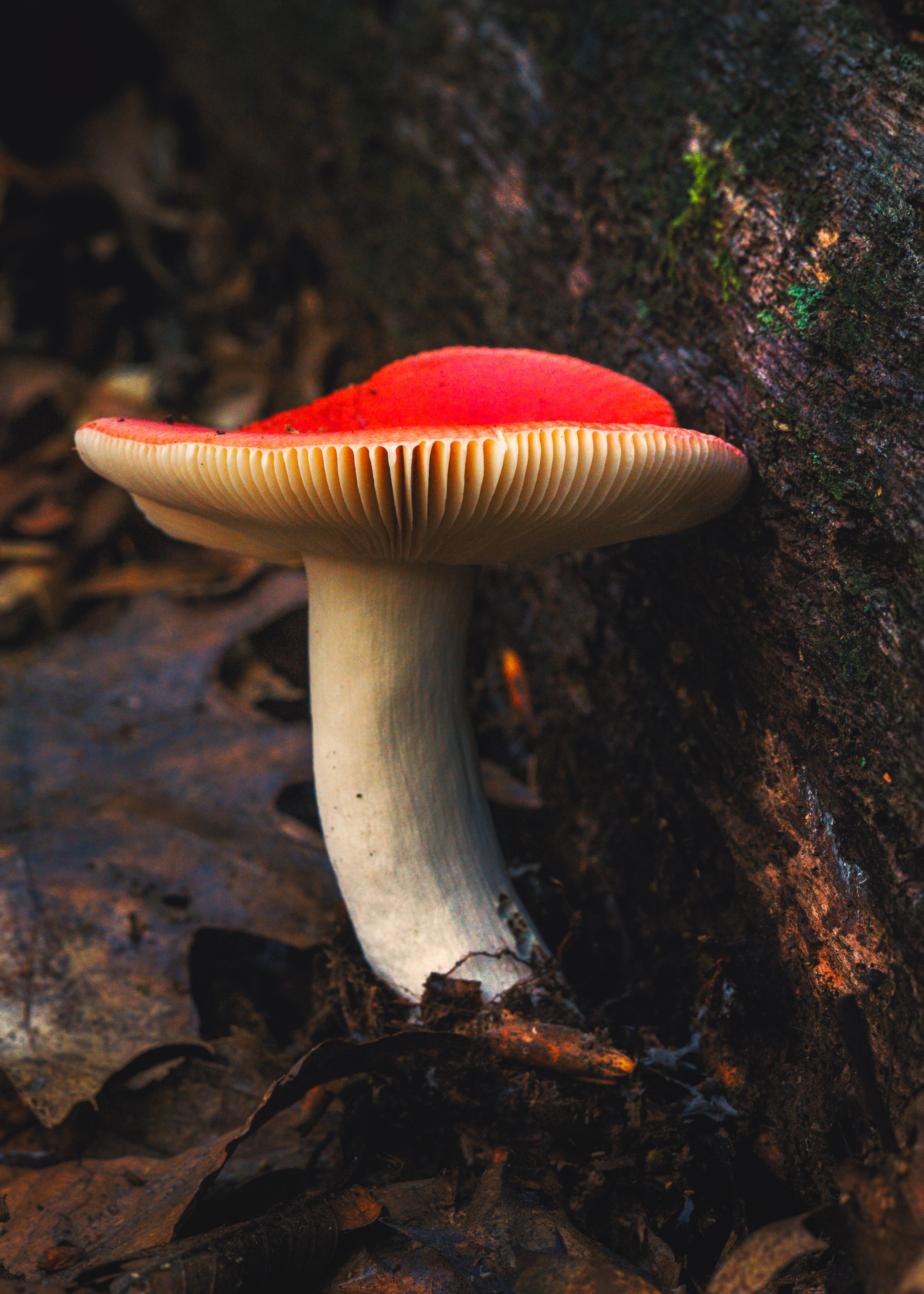 Red-Capped-Rusulla.jpg