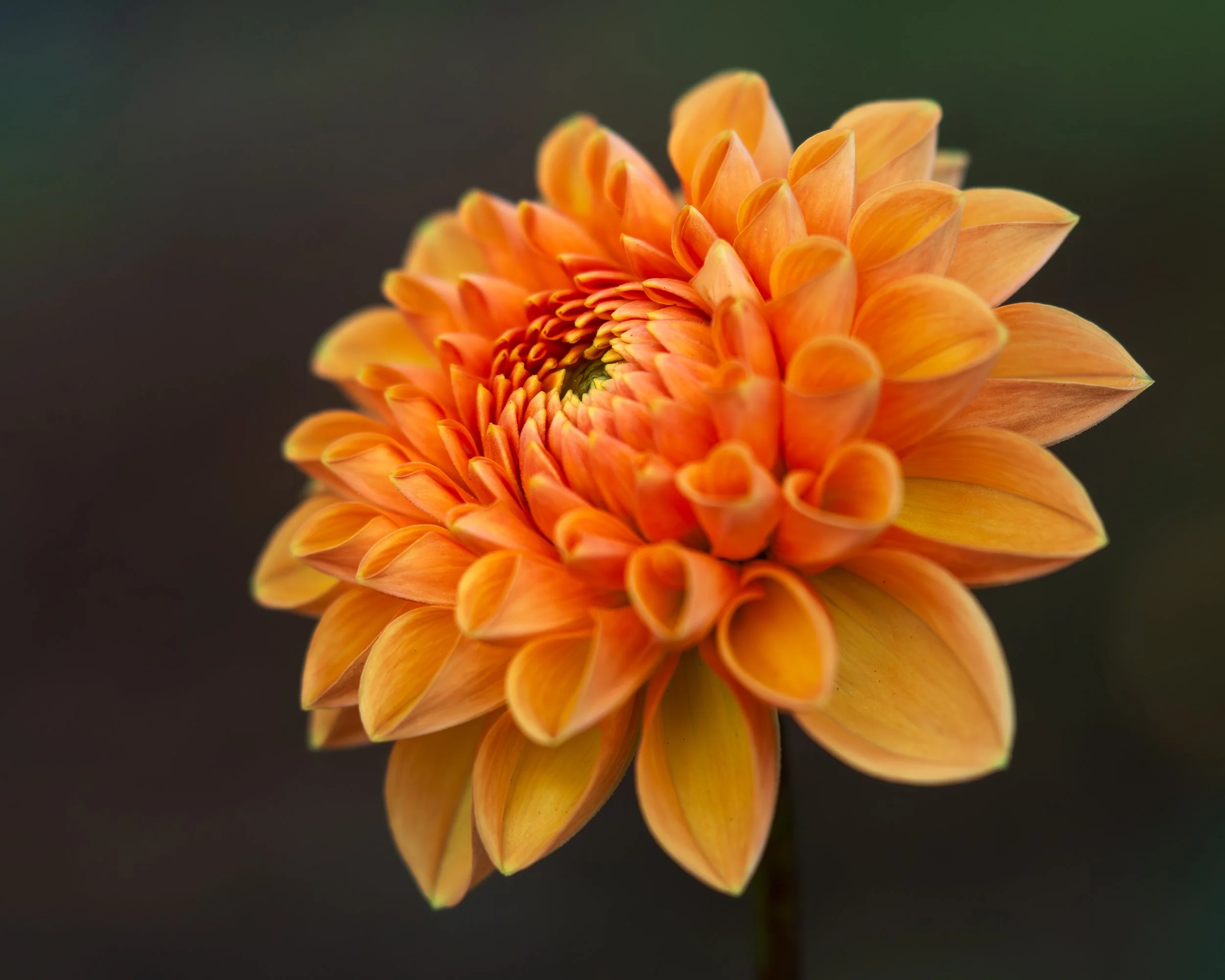 Orange-Dahlia-2025.jpg