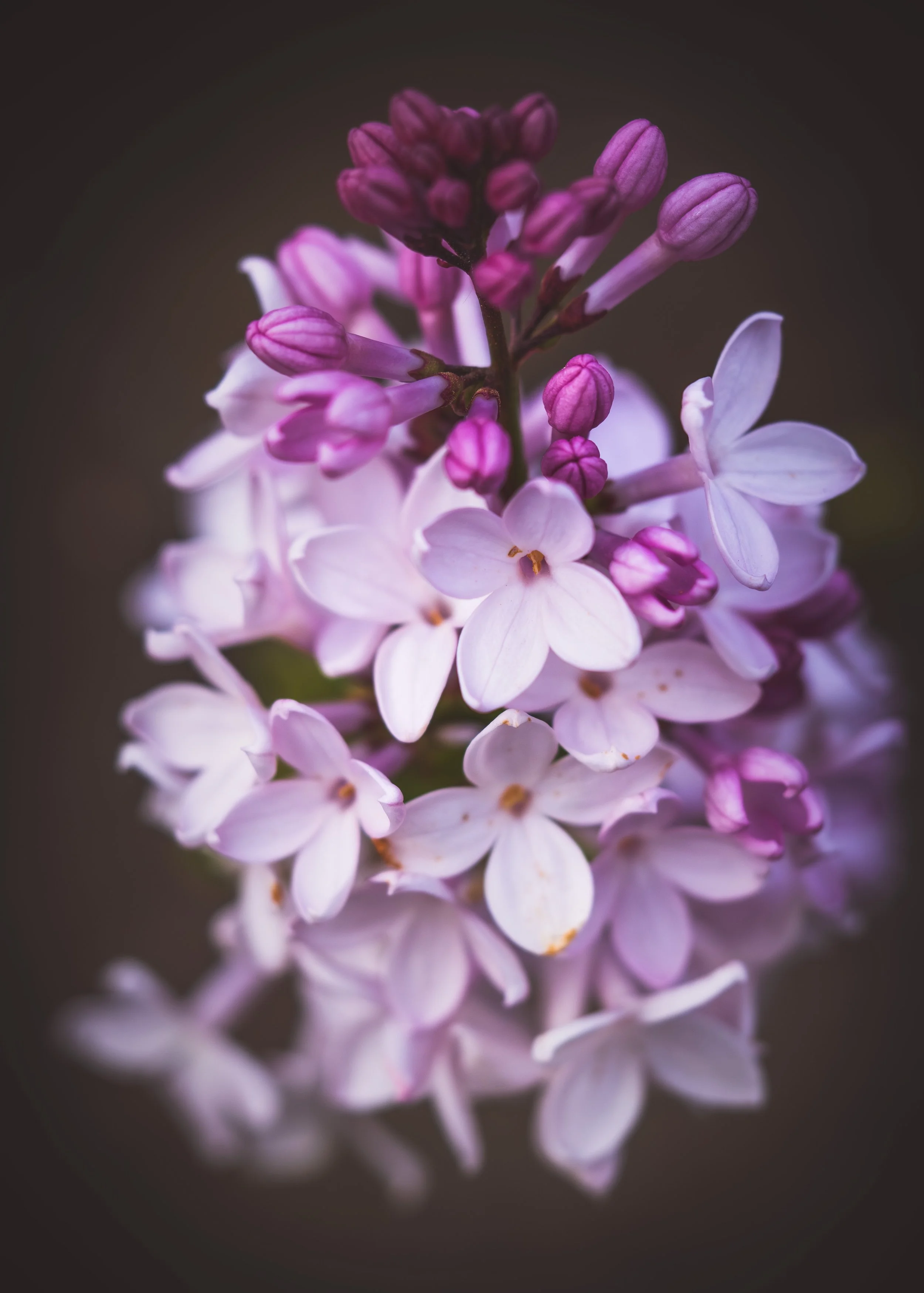lilac-n0v-2025.jpg