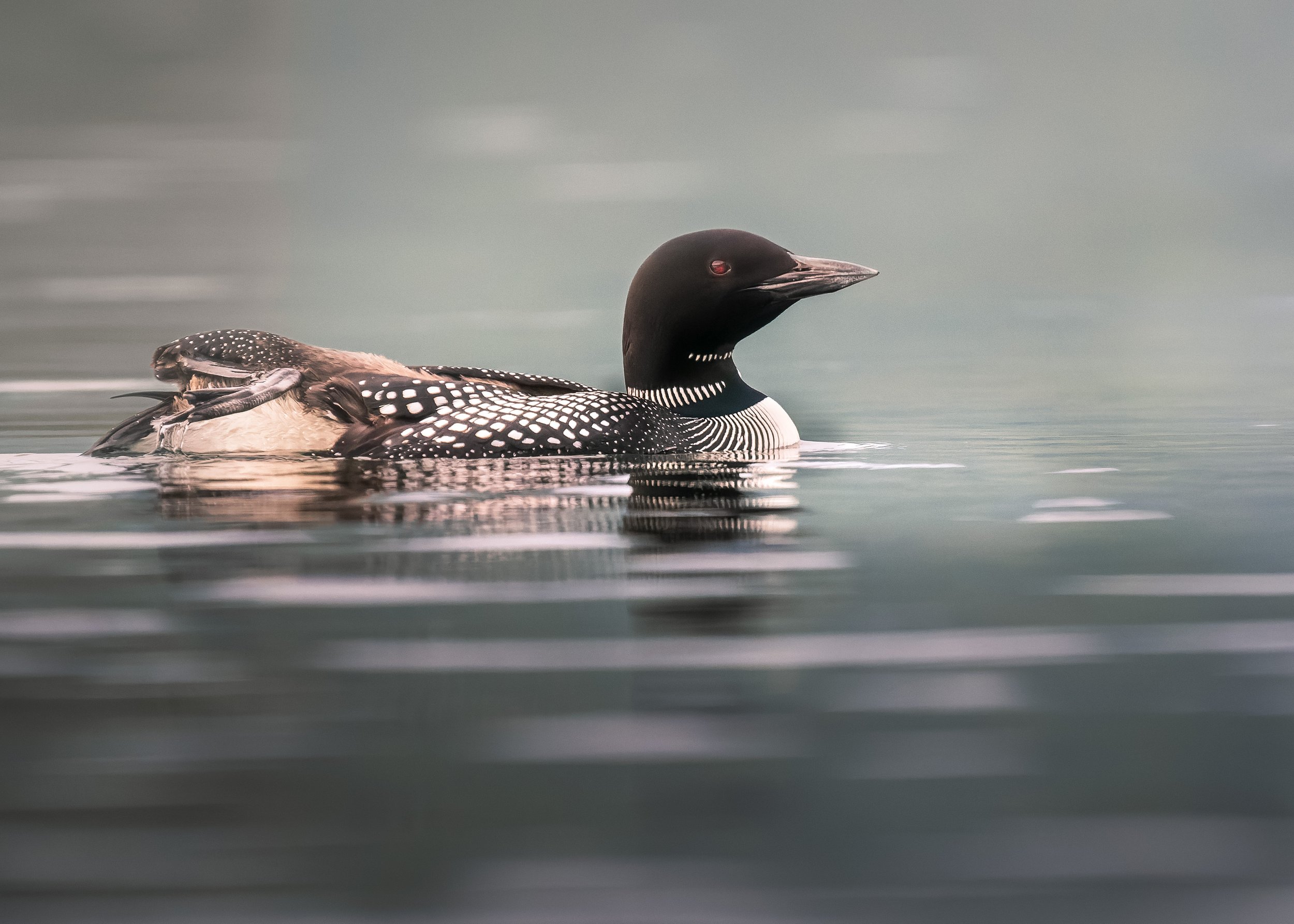Common Loon, Putnam Station, Lake George, New York