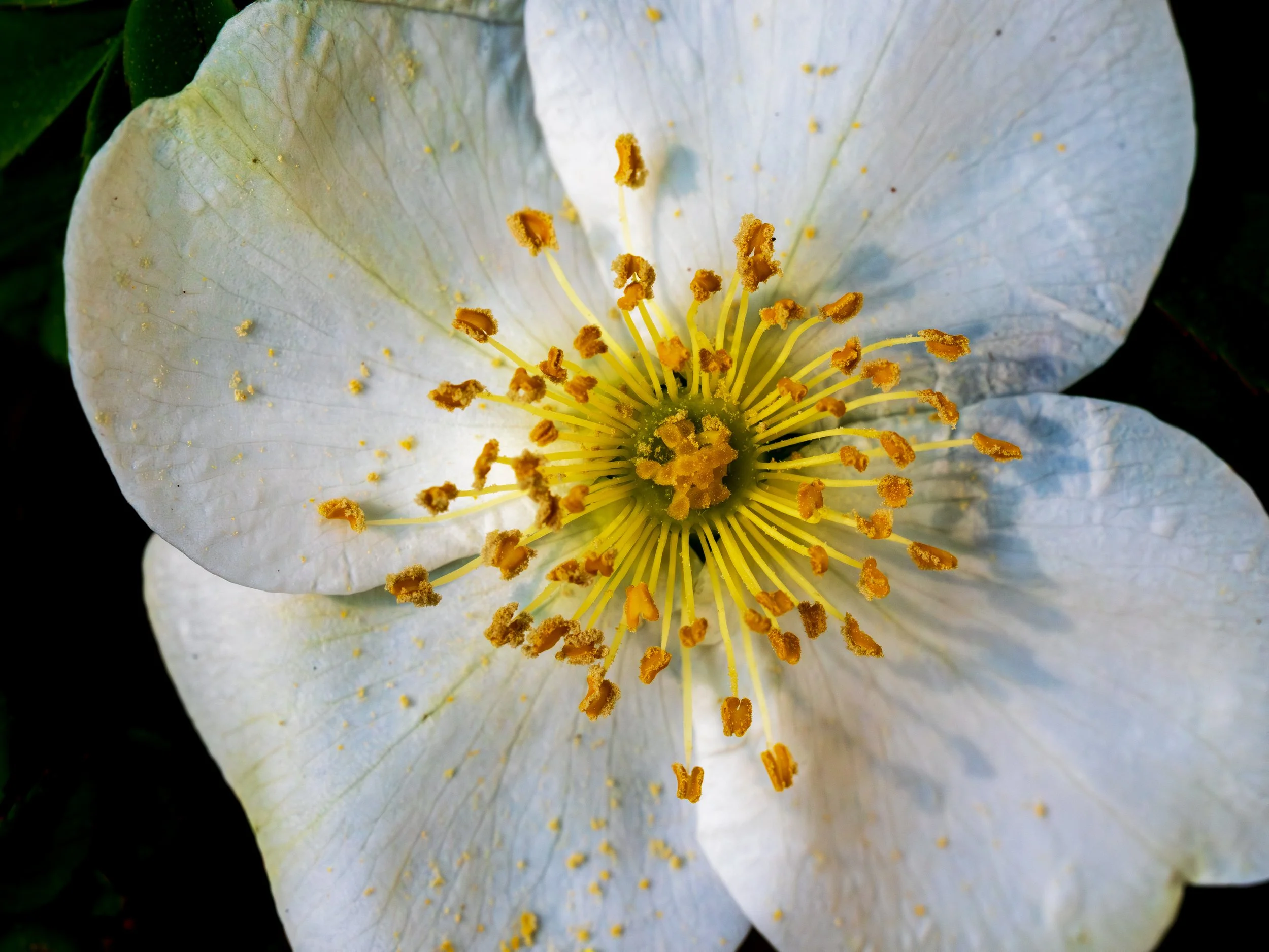 White-Flower-at-Chanticleer.jpg