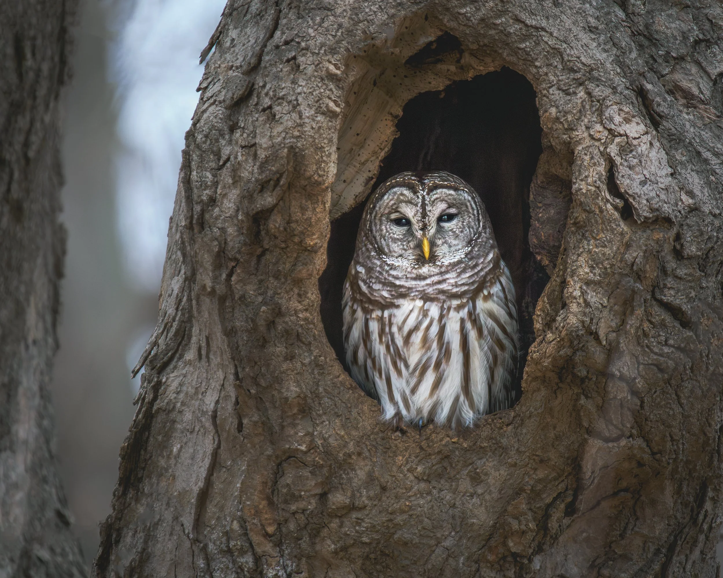 Barred Owl Bryn Coed 02 2025.jpg