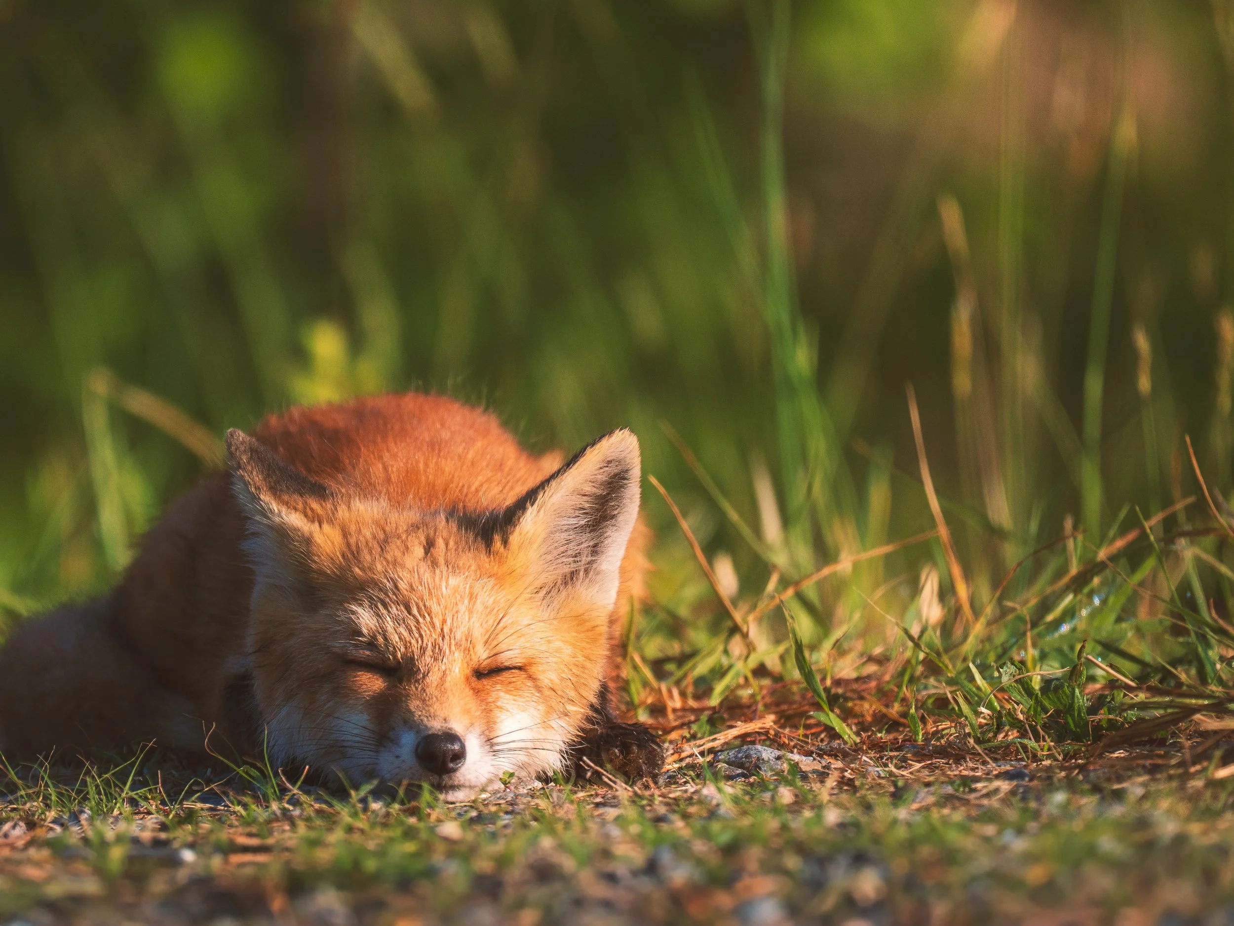 Fox-Sleeping-Bombay-Hook-05-03-2026.jpg