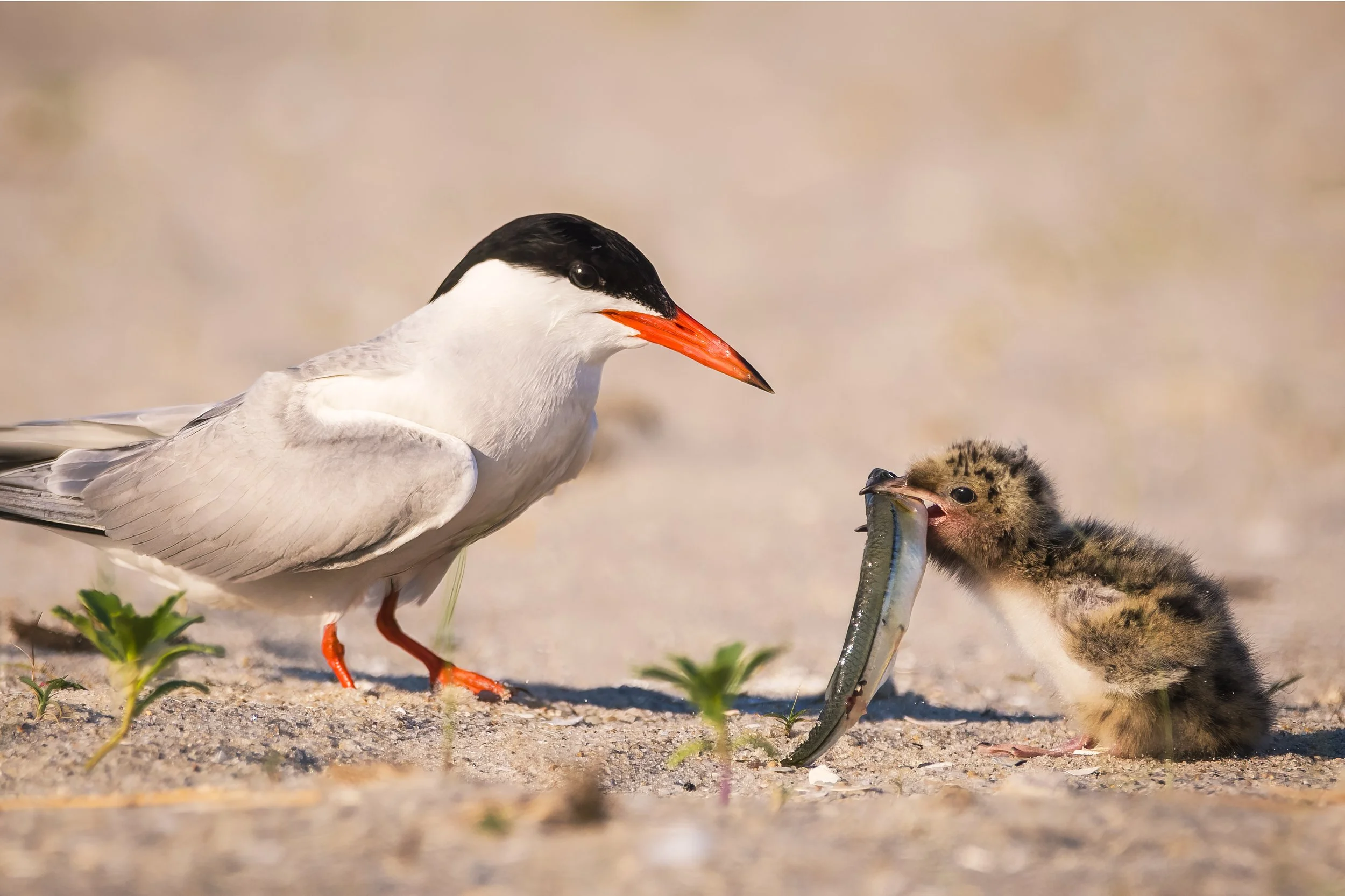 Common Tern Feeding Nickerson Beach 06 24 22.jpg