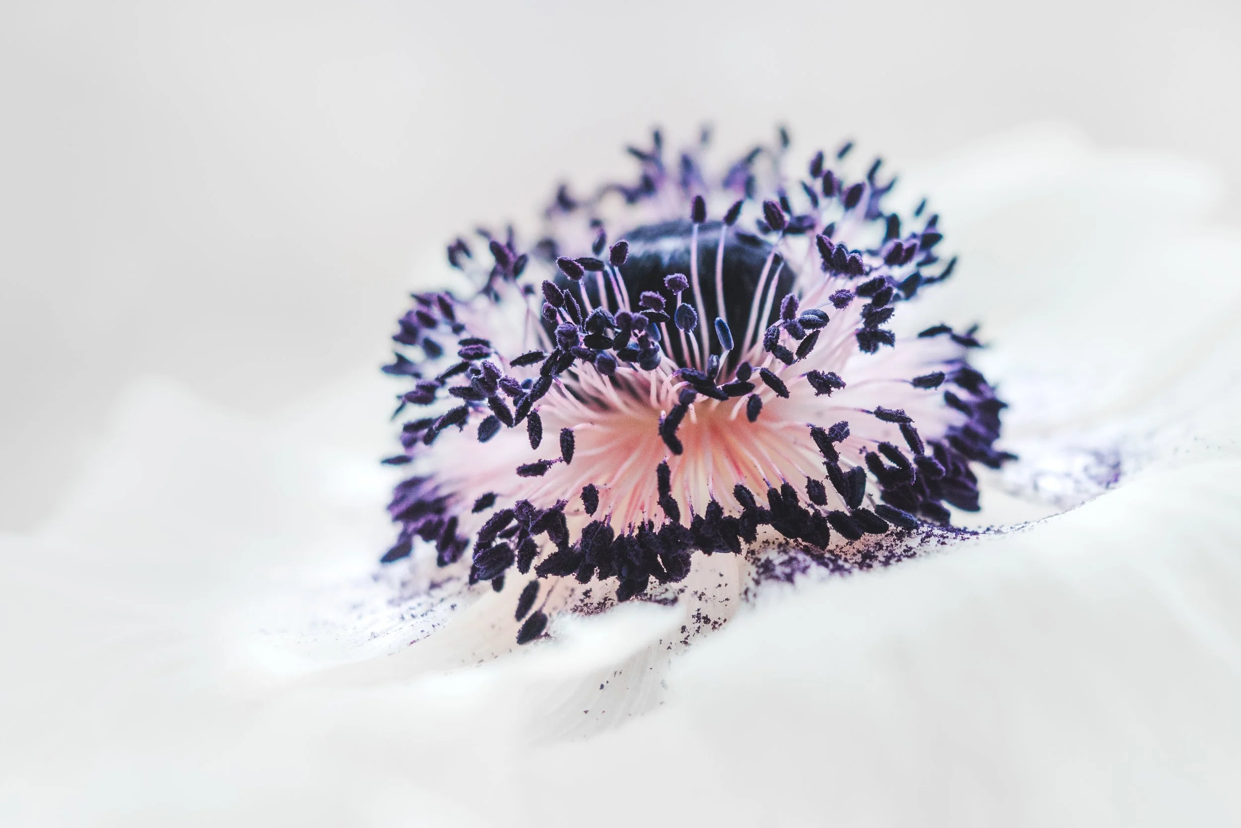Anenome-High-Key.jpg