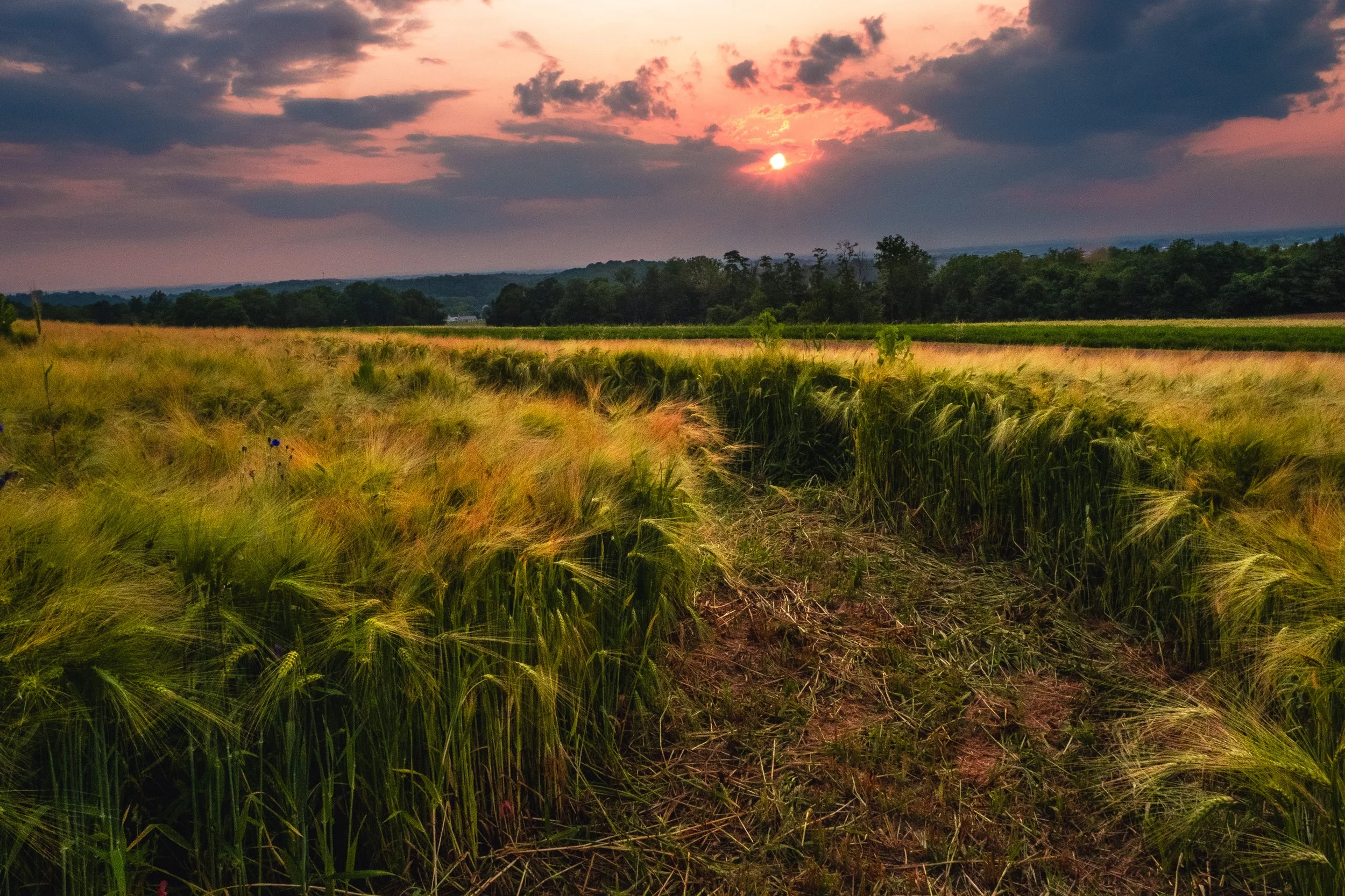 Summer Scene Wheat Fields.jpg