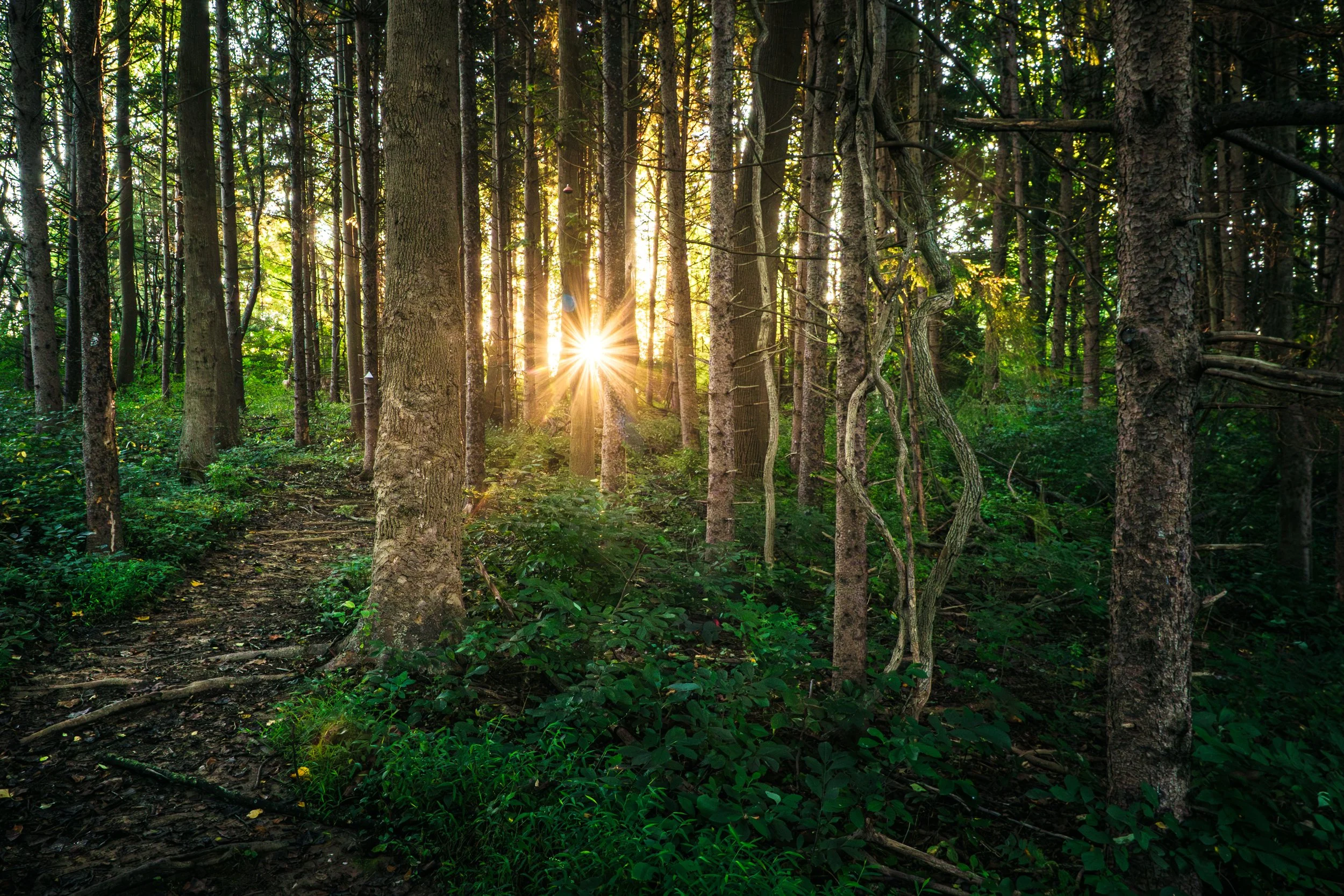 Forest-Sunrise-Bondsville-Mill.jpg