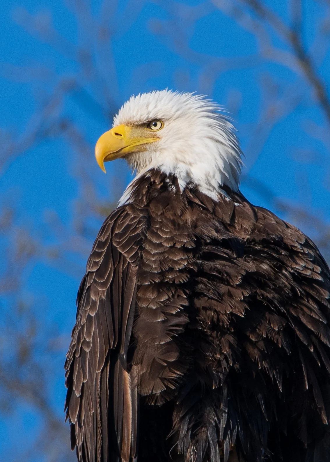 Bald Eagle Kerr Park 2020.jpg