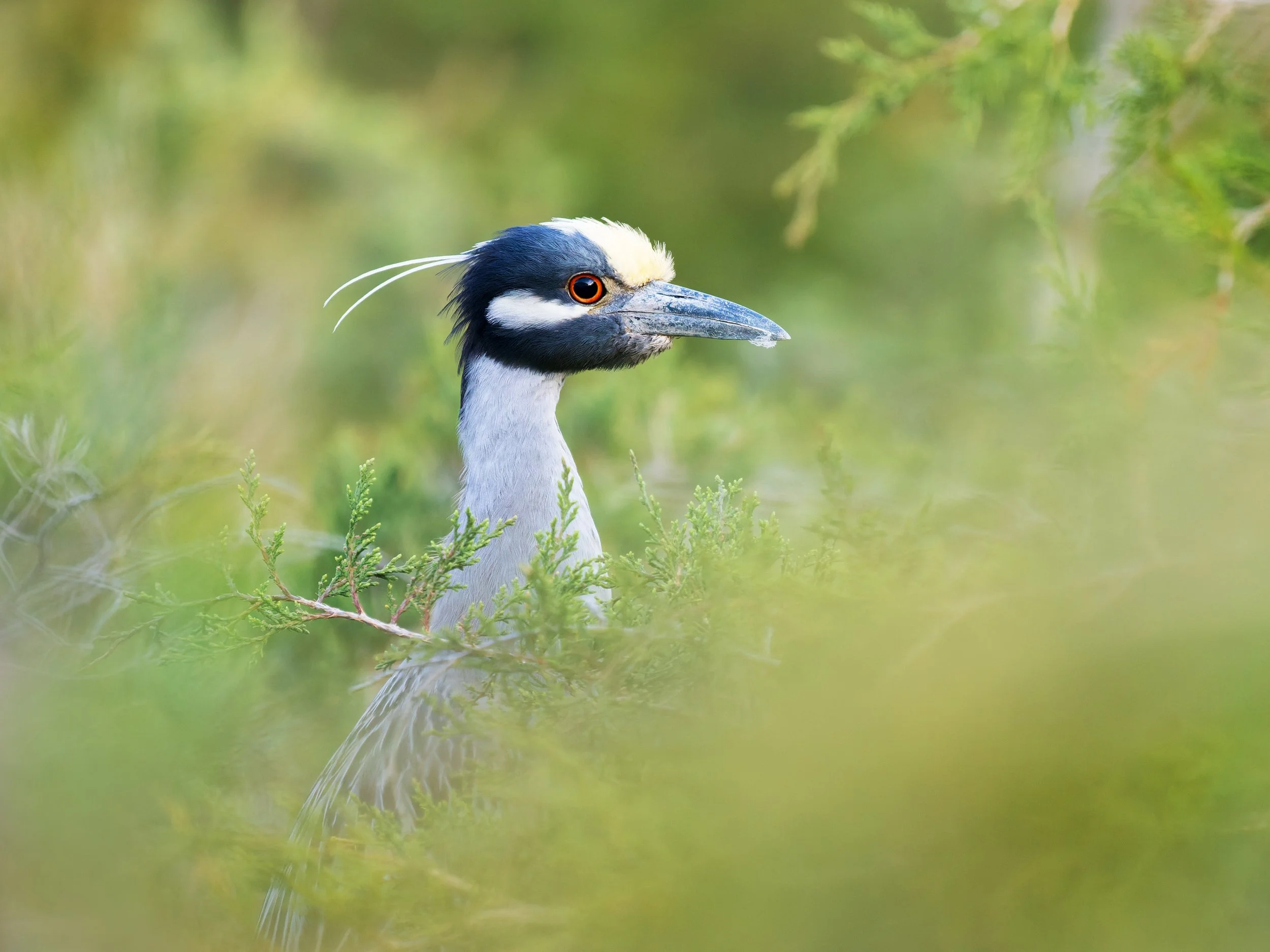 Yellow-Crowned Night Heron, New Jersey