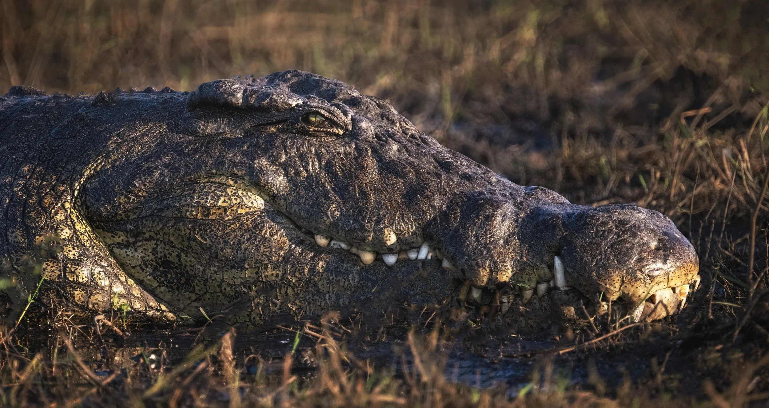 Crocidile-Chobe-River-08_07_23.jpg