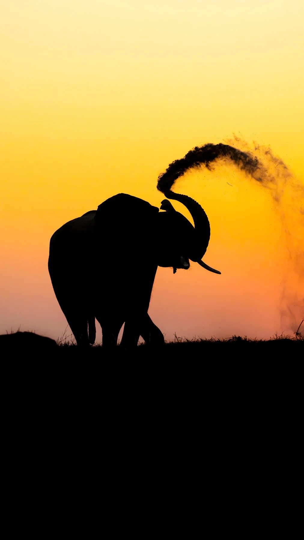 Elephant-Silhoette-Chobe-River.jpg