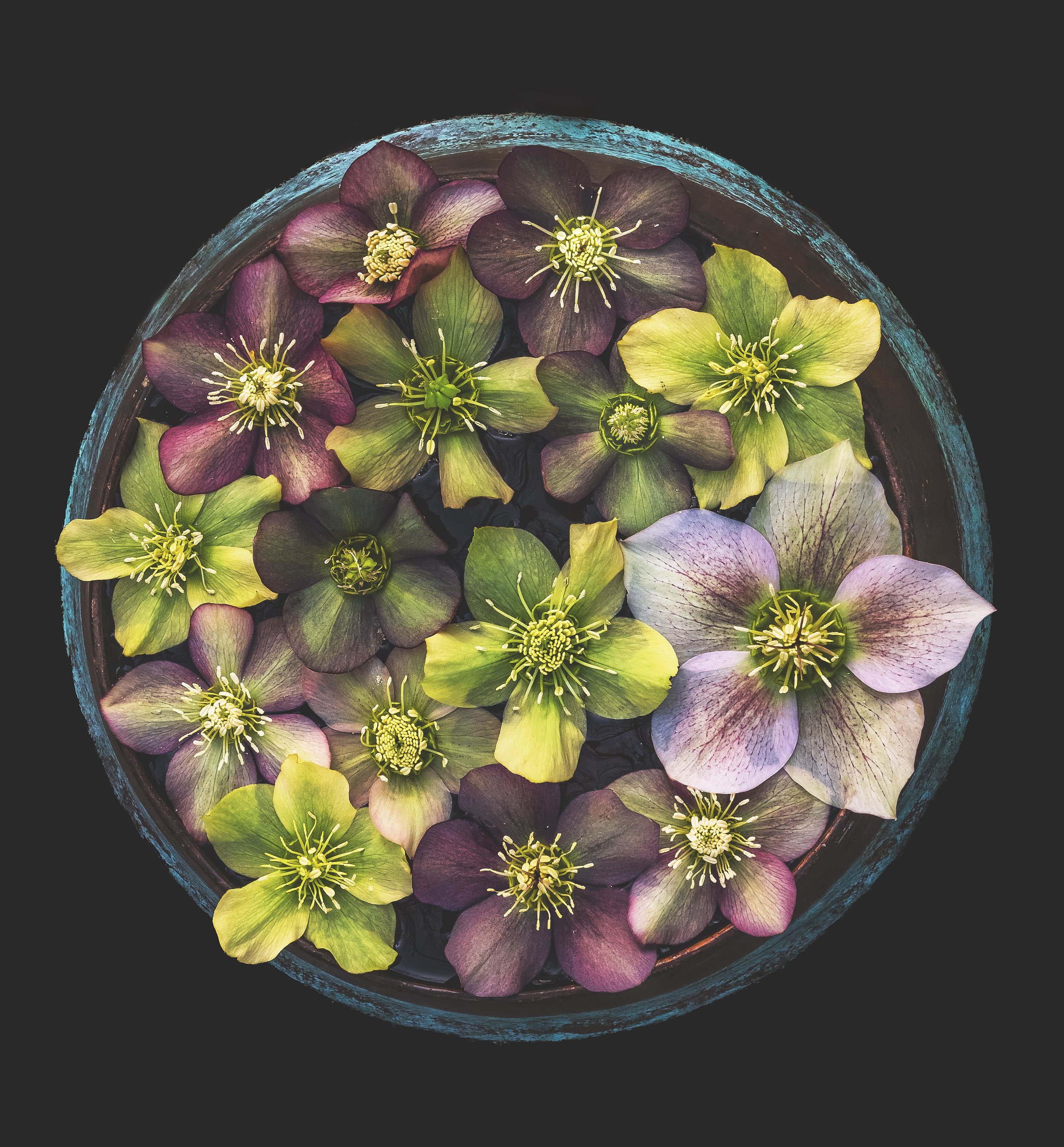 Hellebore_Scott-Arboretum_03_8_24.jpg
