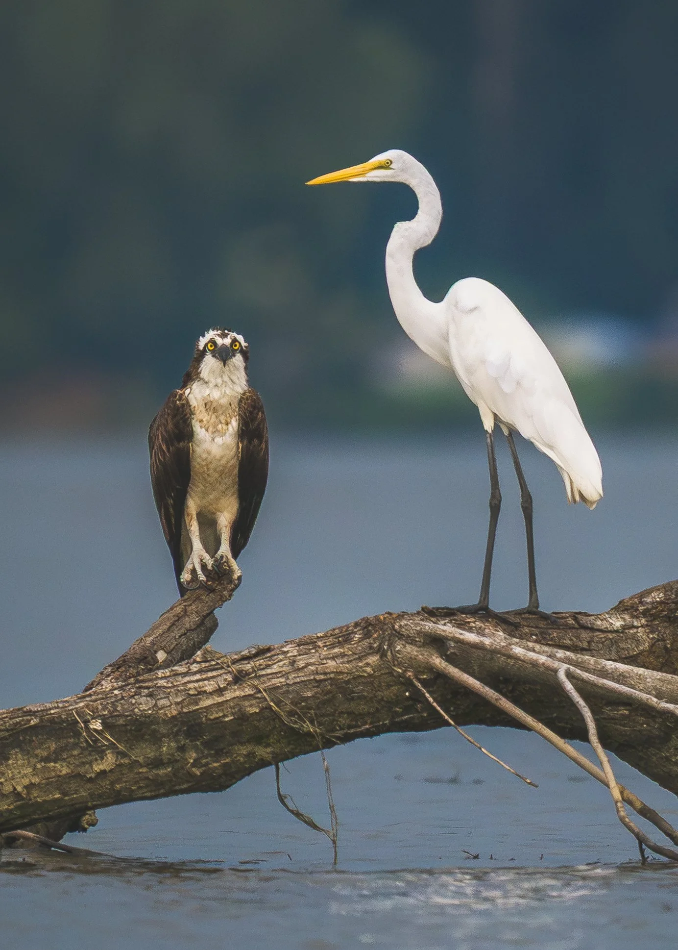 Osprey Great Egret Sharing Susquehanna River 2025.jpg