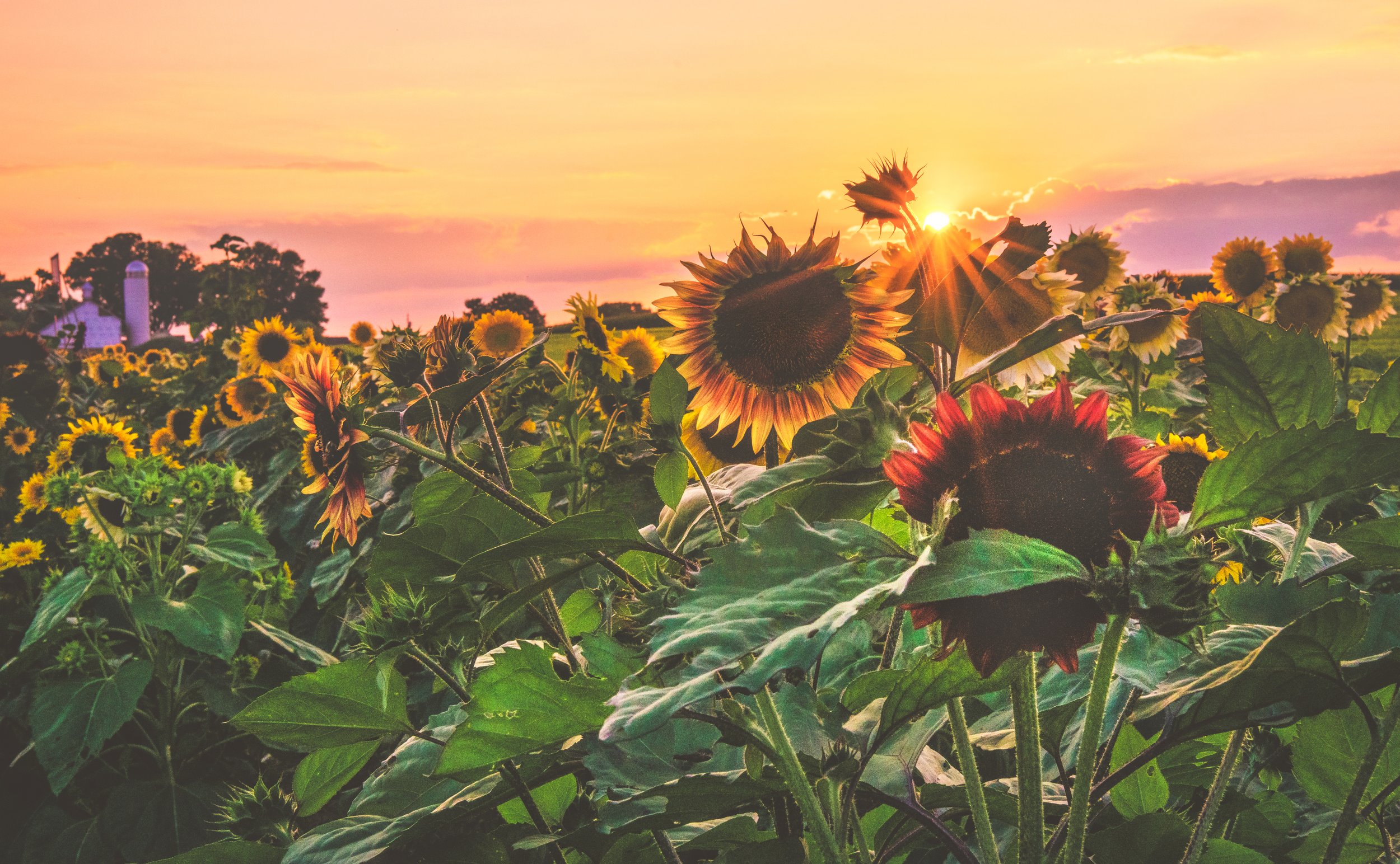 Sunflower Sunset - Lancaster County, Pennsylvania