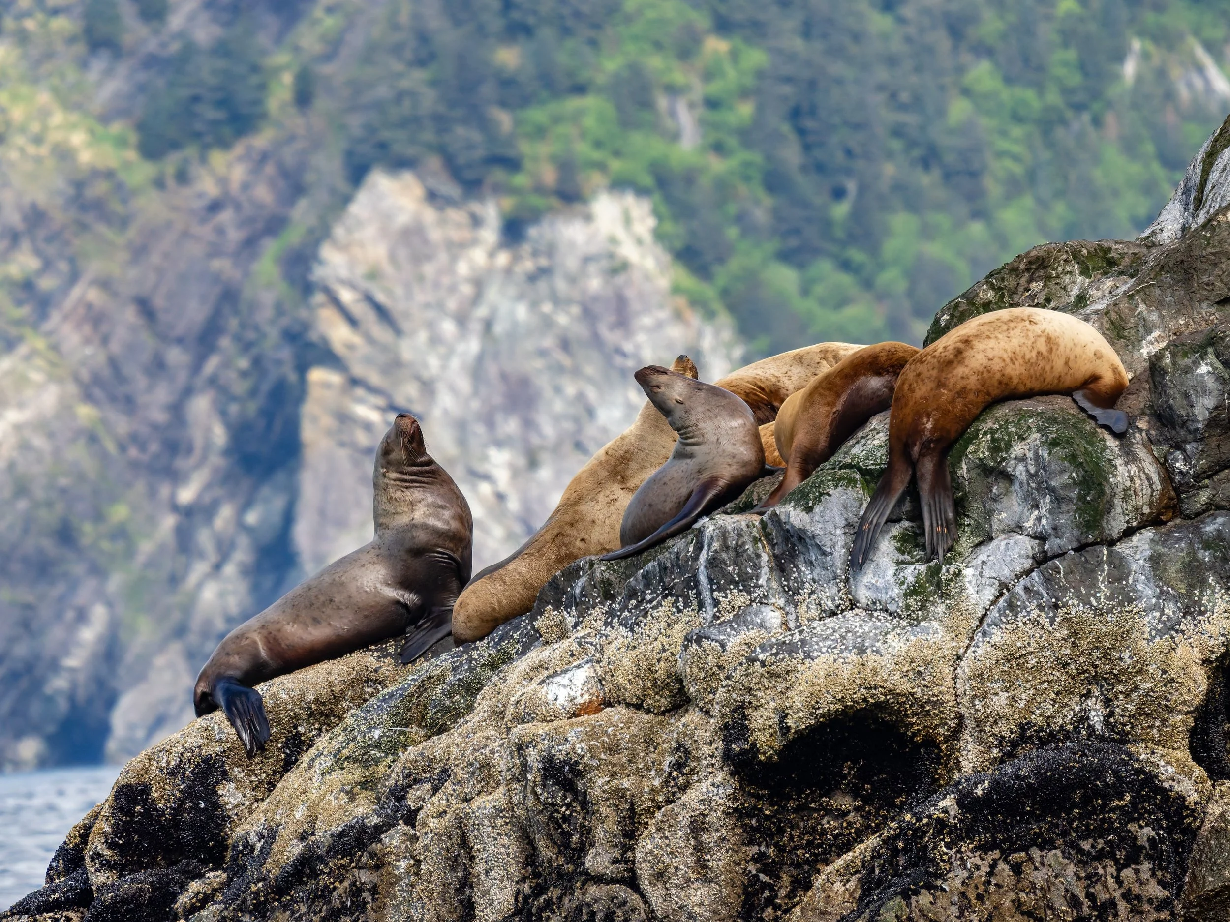 Steller-Sea-Lions-Seward-Alaska-06-2026.jpg