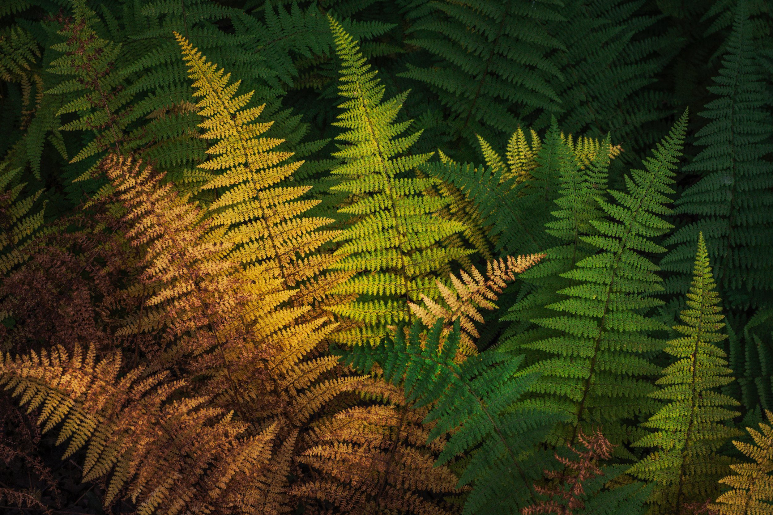 Ferns in Transition - Jim Thorpe, Pennsylvania