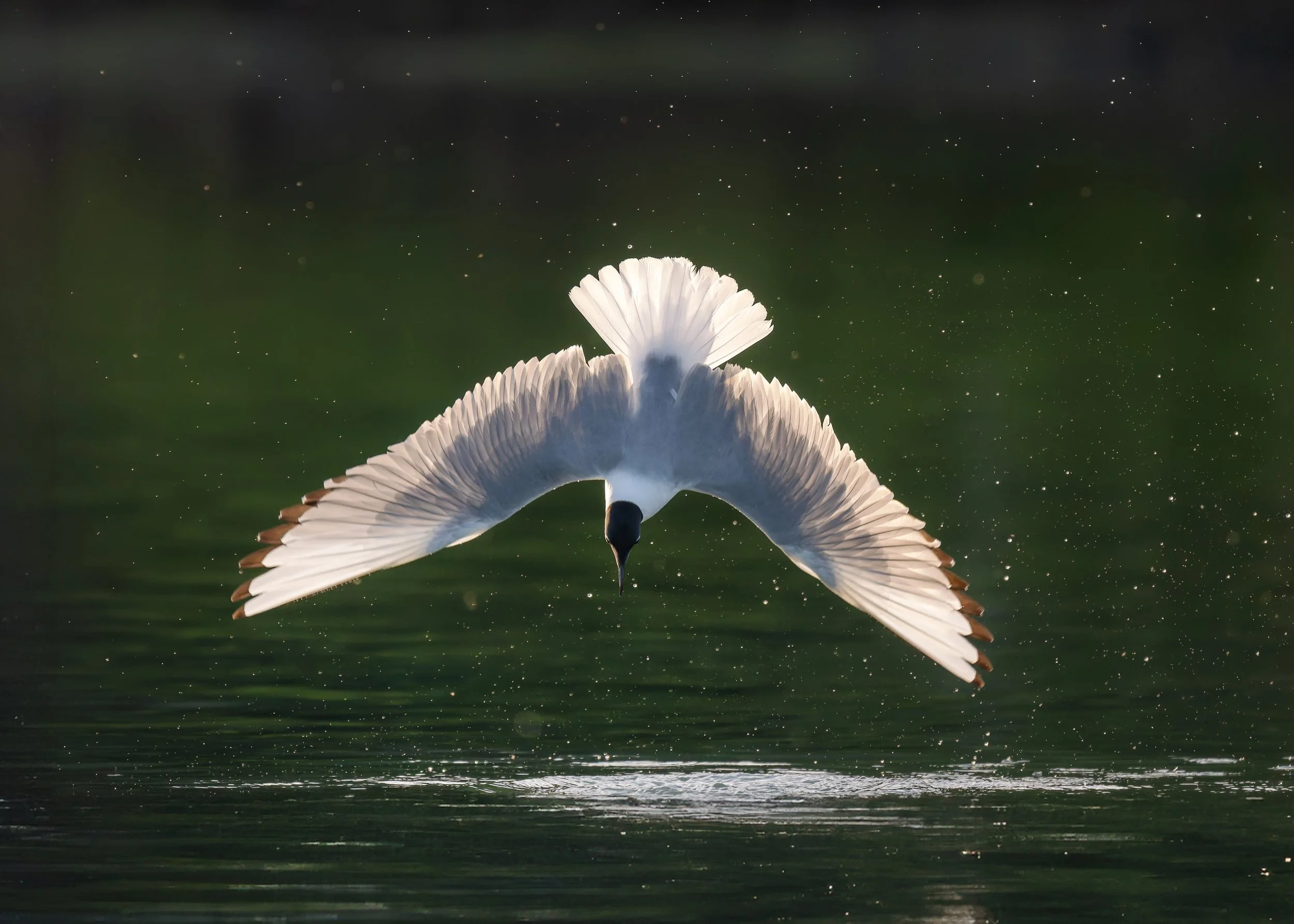 Bonapartes-Gull-Kasilof-River-Alaska-06-2026.jpg