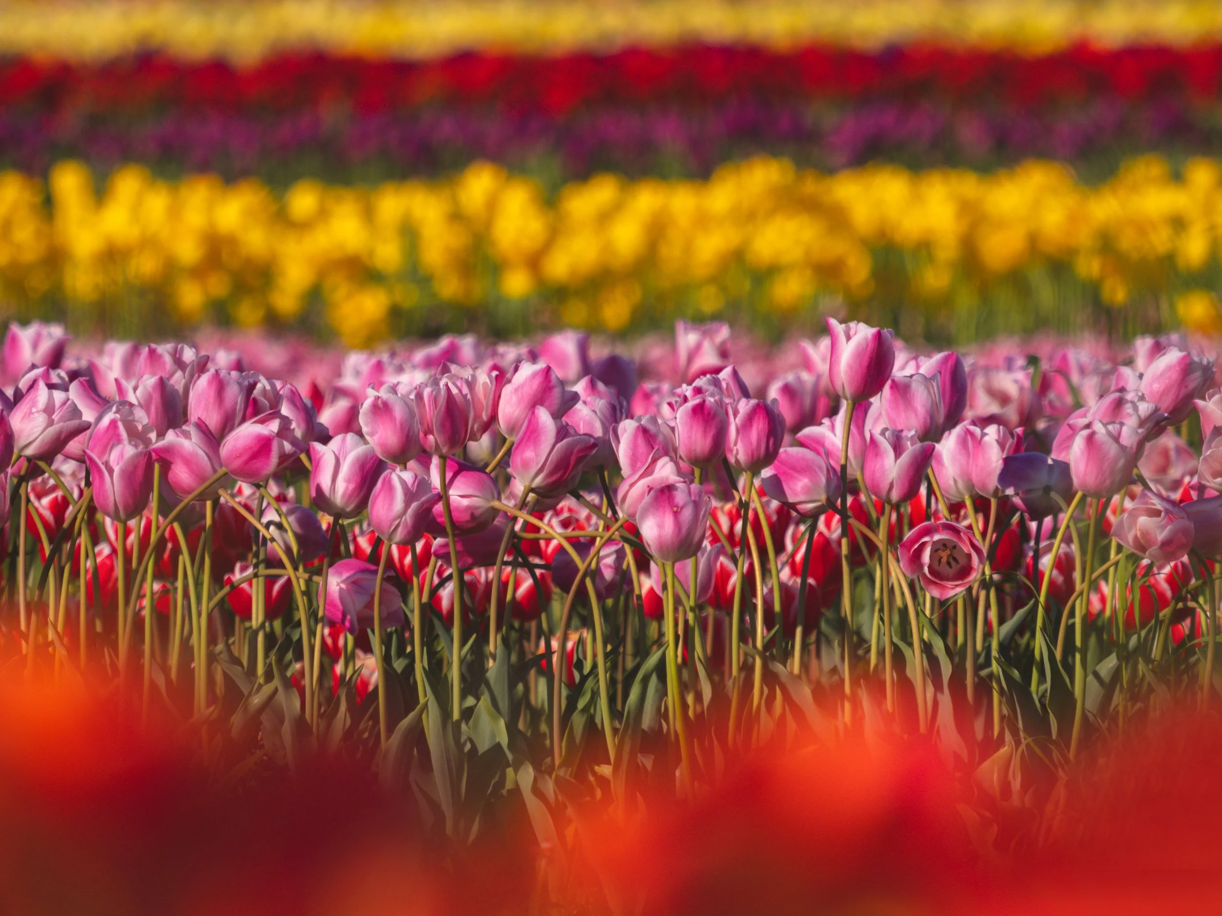 Tulips-New-Jersey.jpg