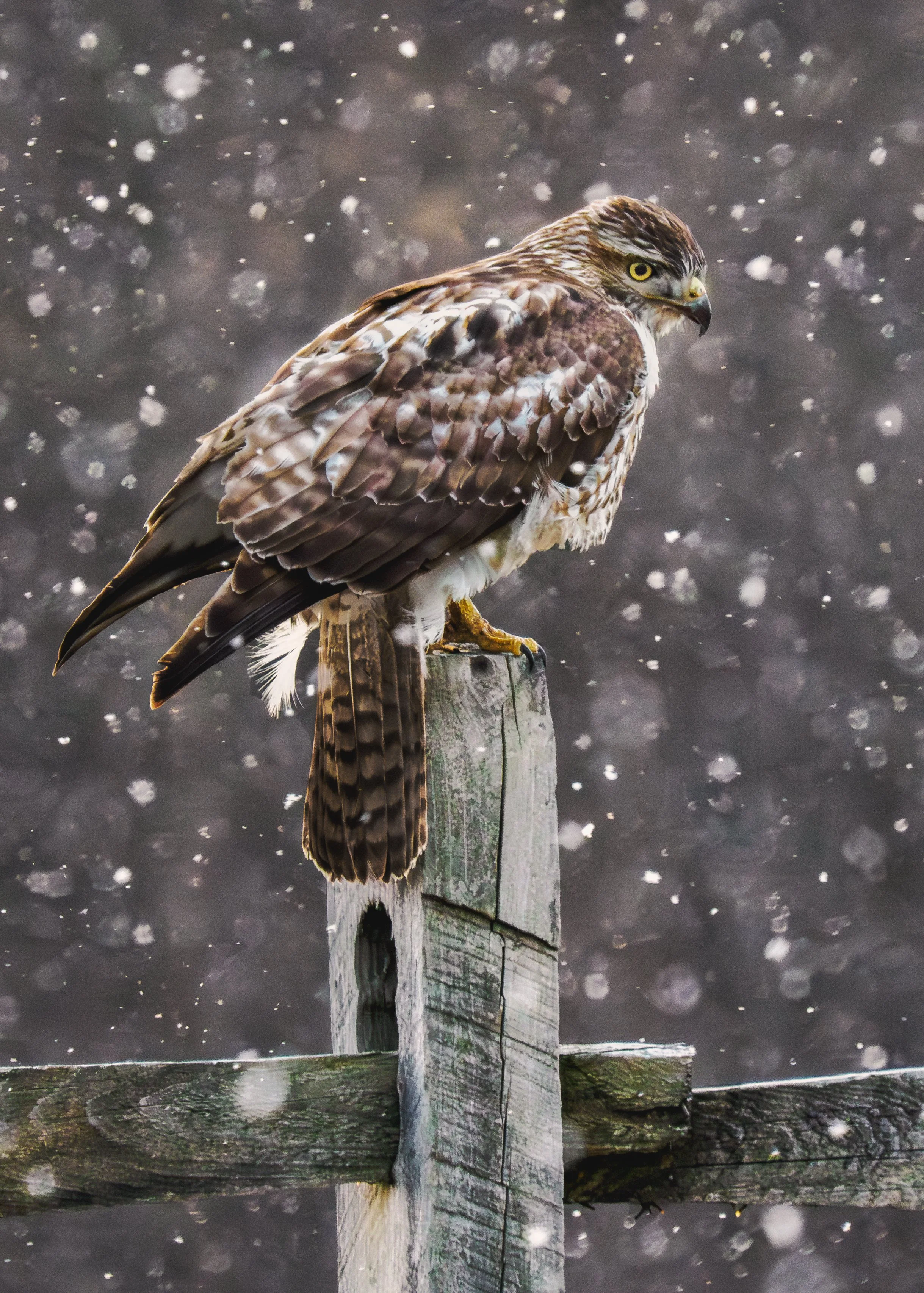 Red Tailed Hawk 02 20 2024.jpg