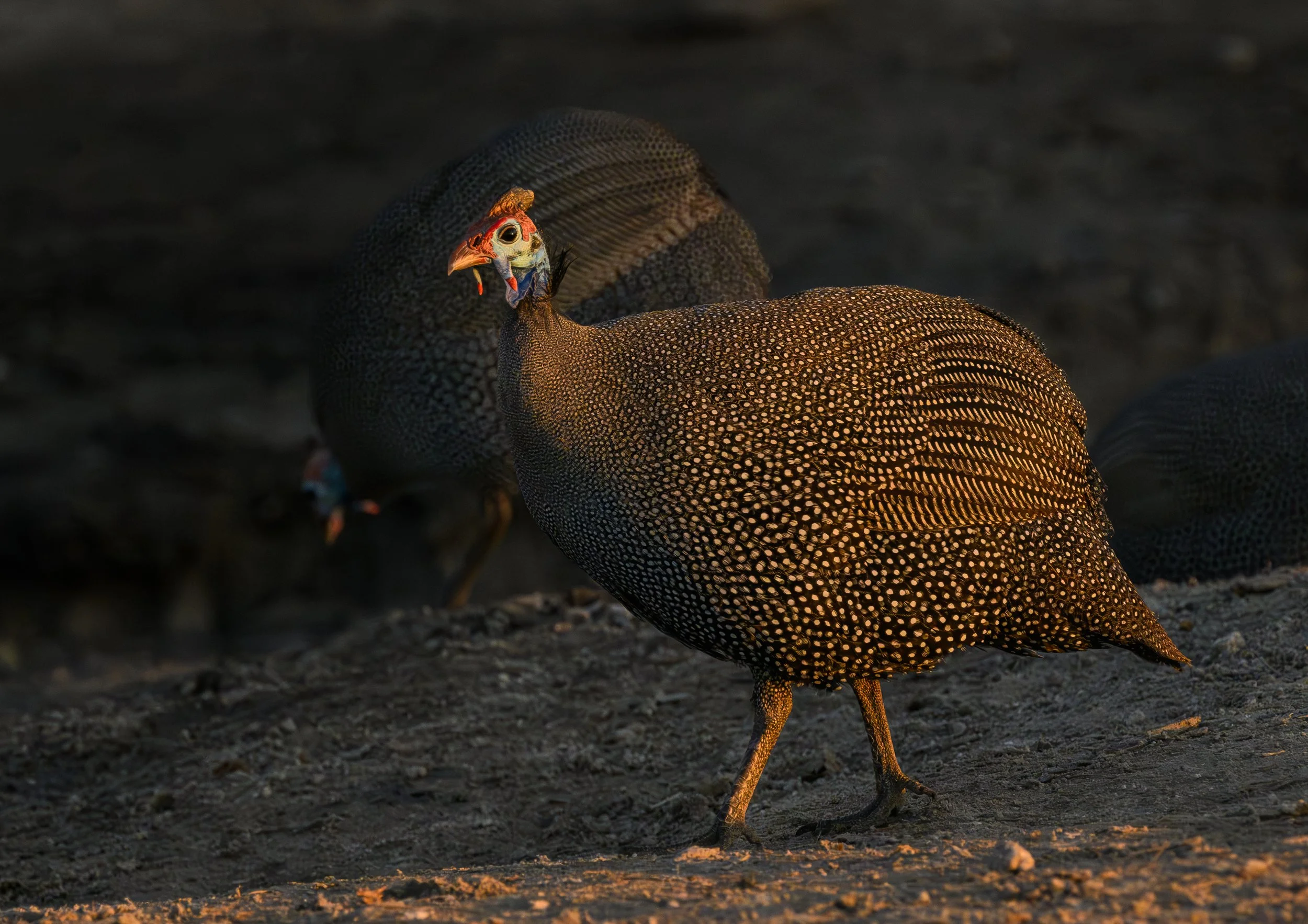 Gineau-Fowl-Chobe-08_2023.jpg