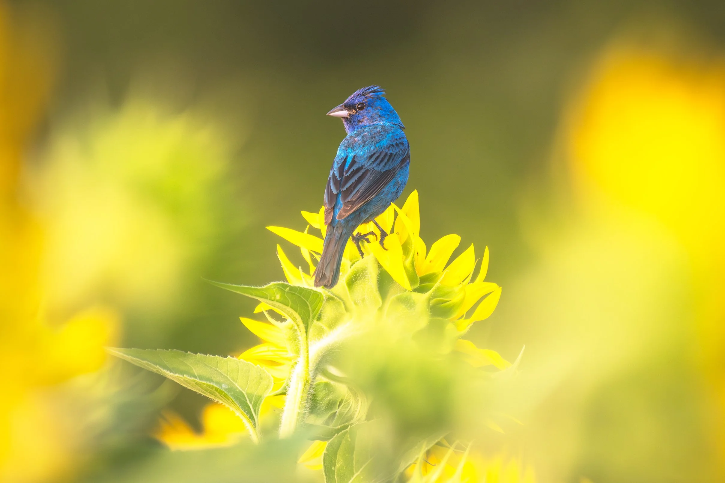 Indigo Bunting & Sunflowers - Honey Brook, Pennsylvania